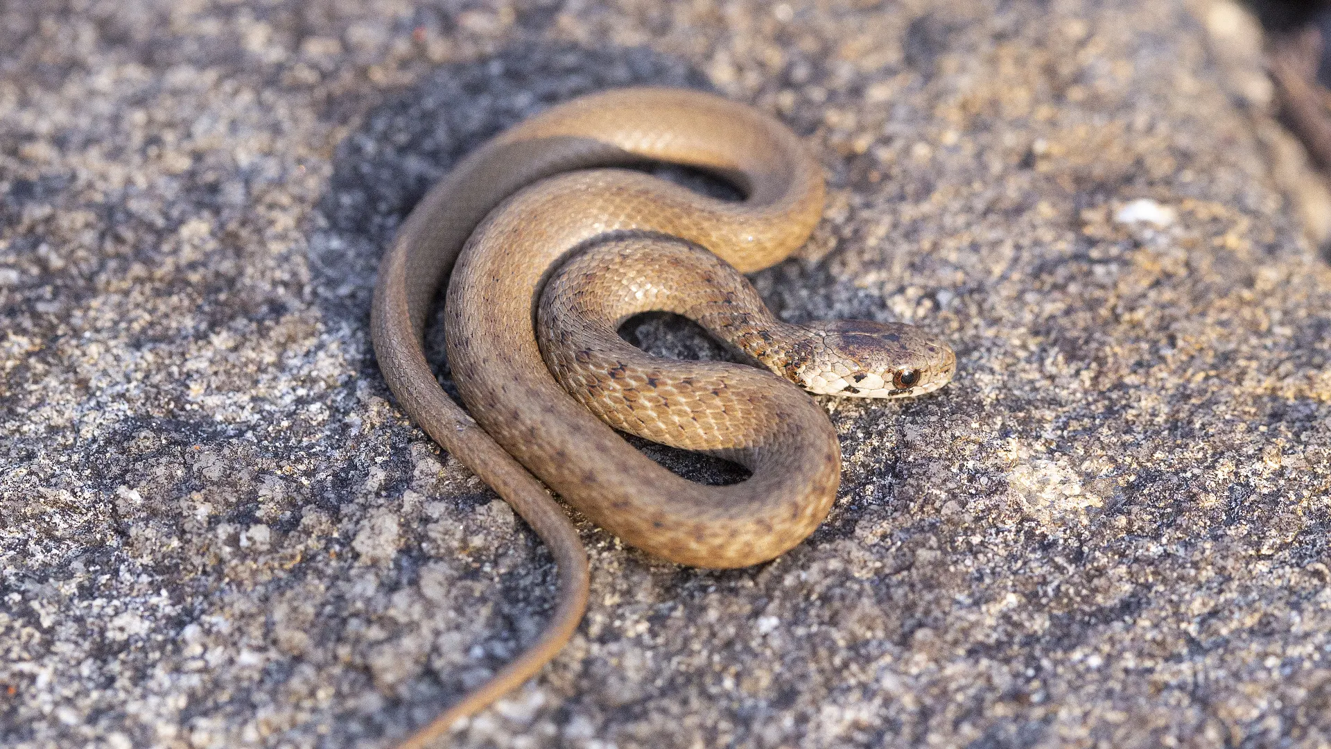 Northern Brown Snake