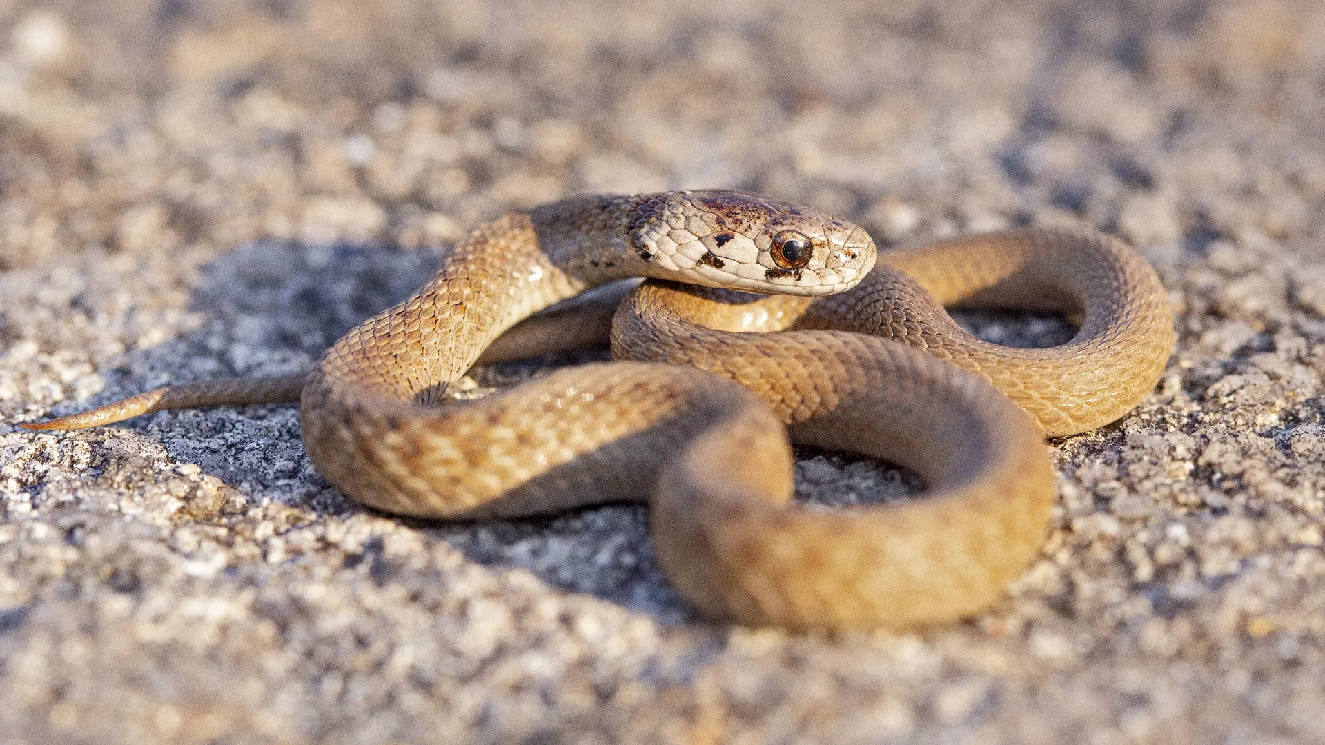 Northern Brown Snake