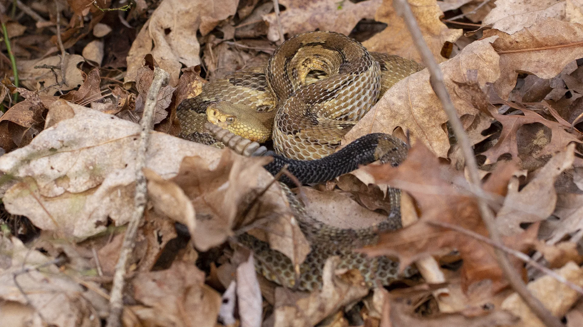 Timber Rattlesnake