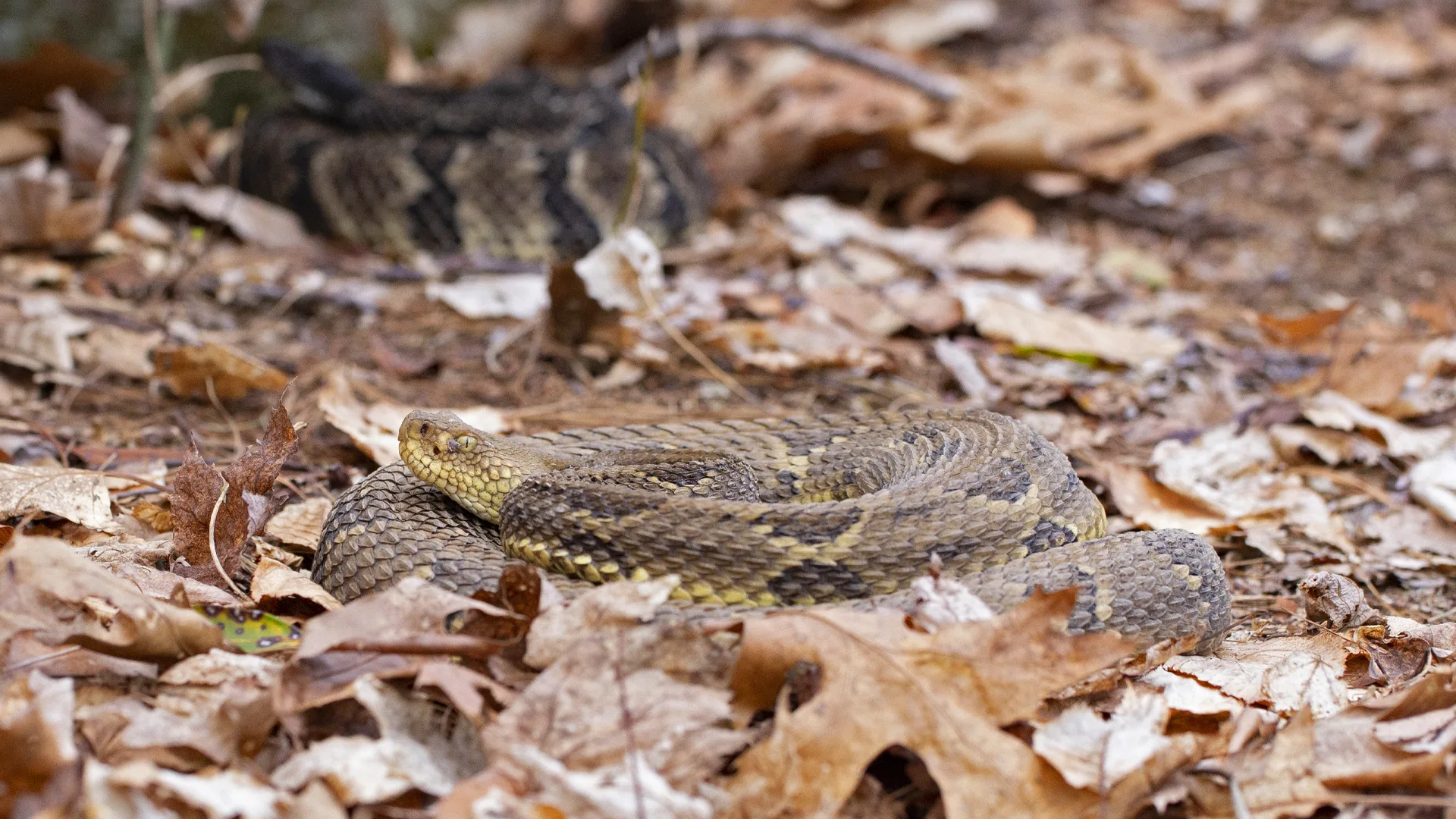 Timber Rattlesnake