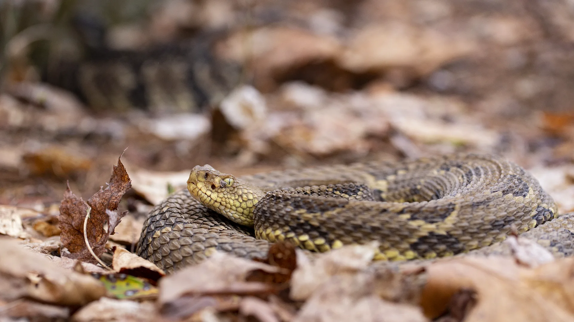 Timber Rattlesnake