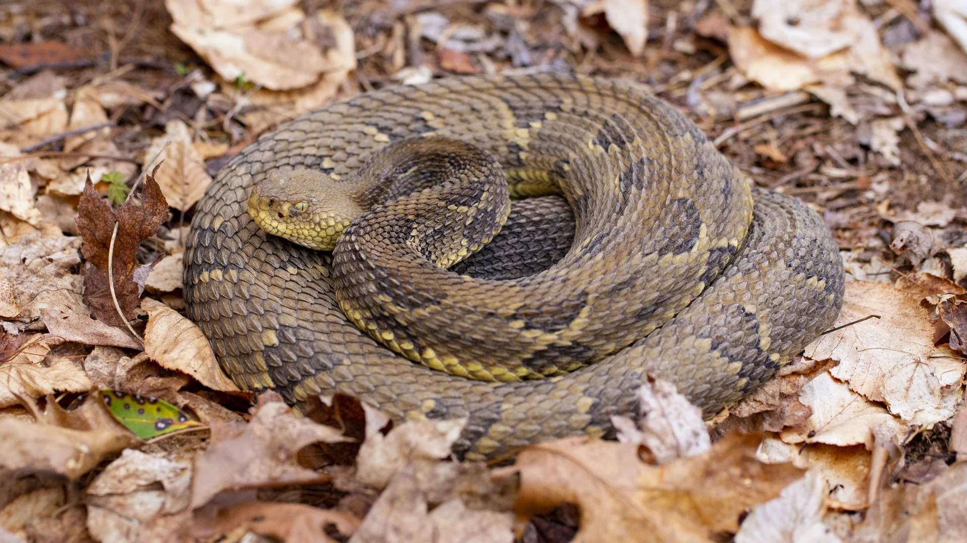 Timber Rattlesnake