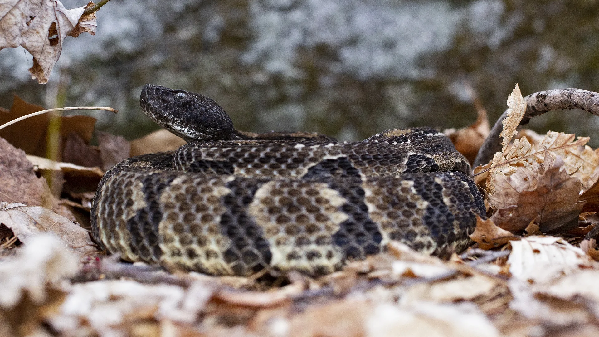 Timber Rattlesnake