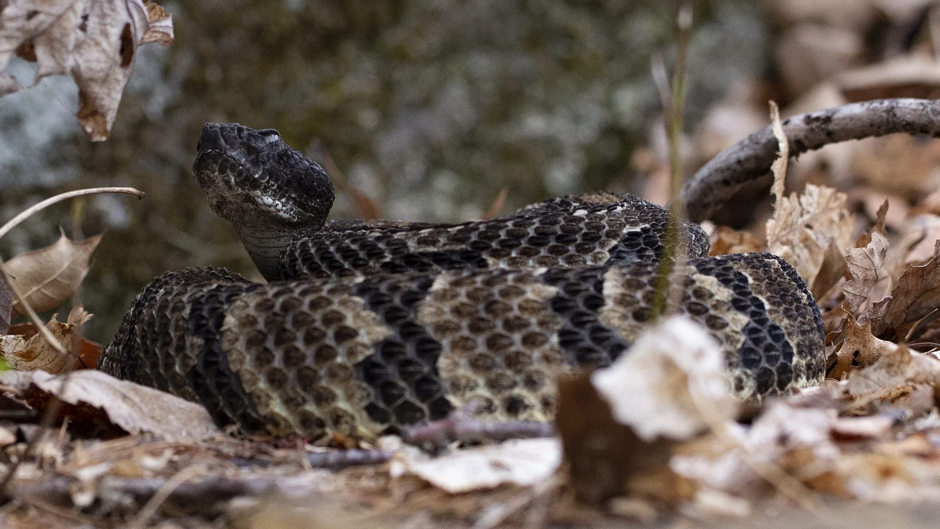 Timber Rattlesnake