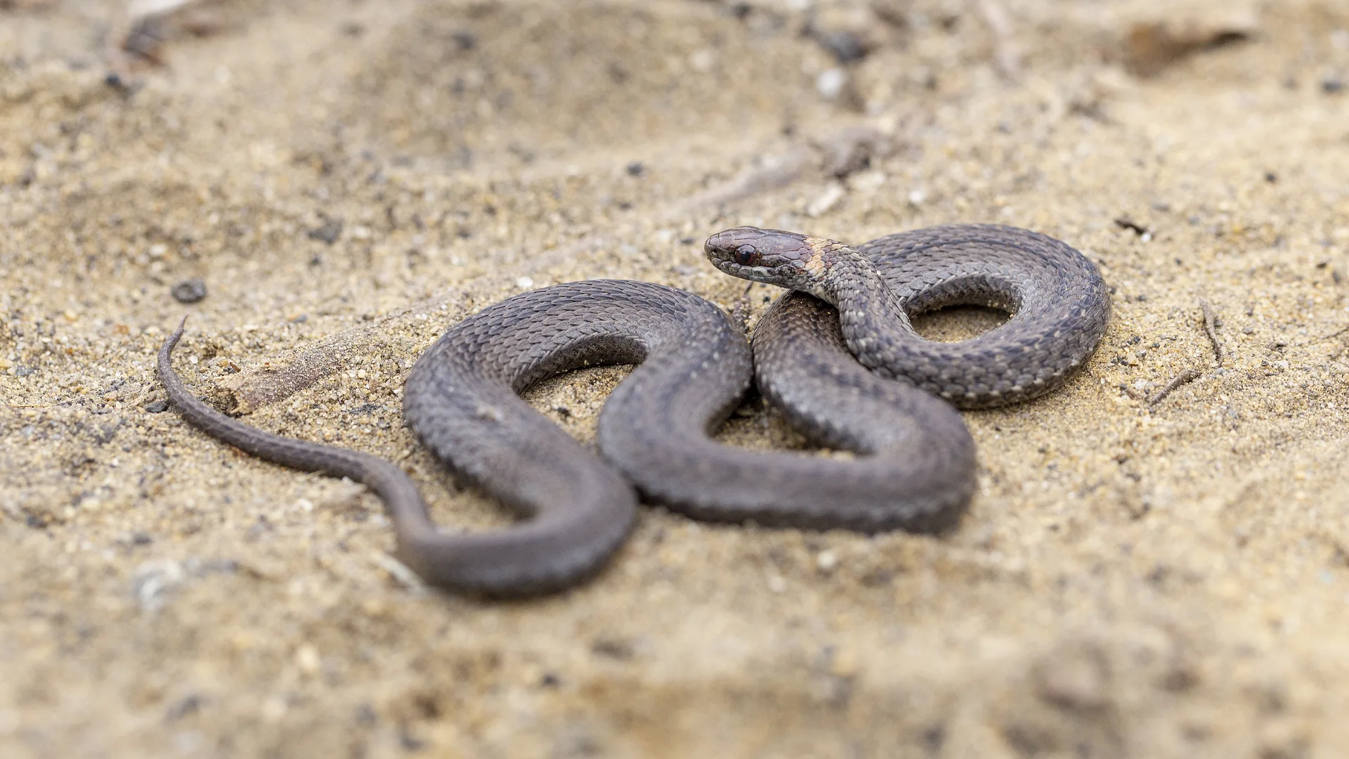 Northern Redbelly Snake
