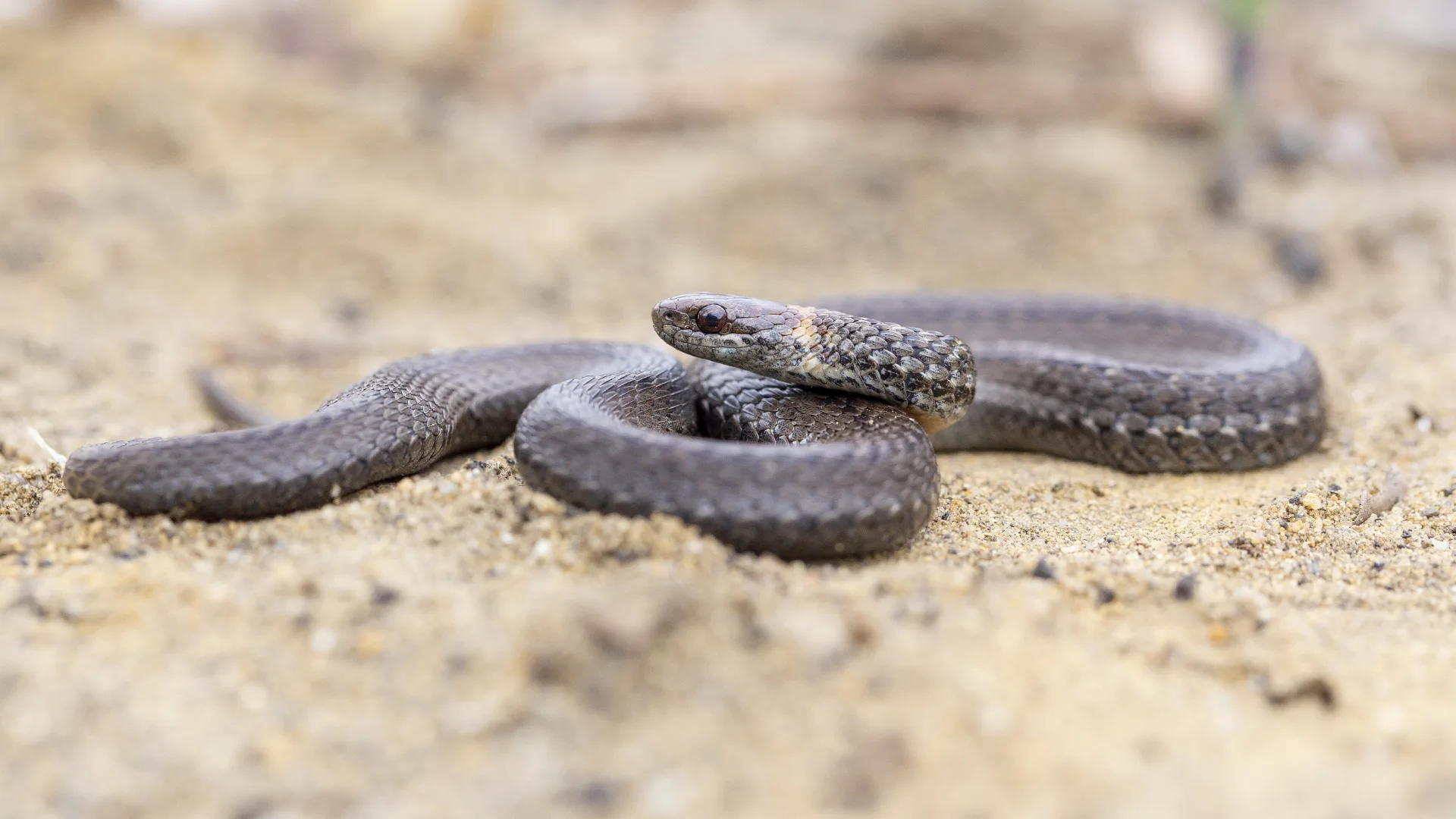 Northern Redbelly Snake