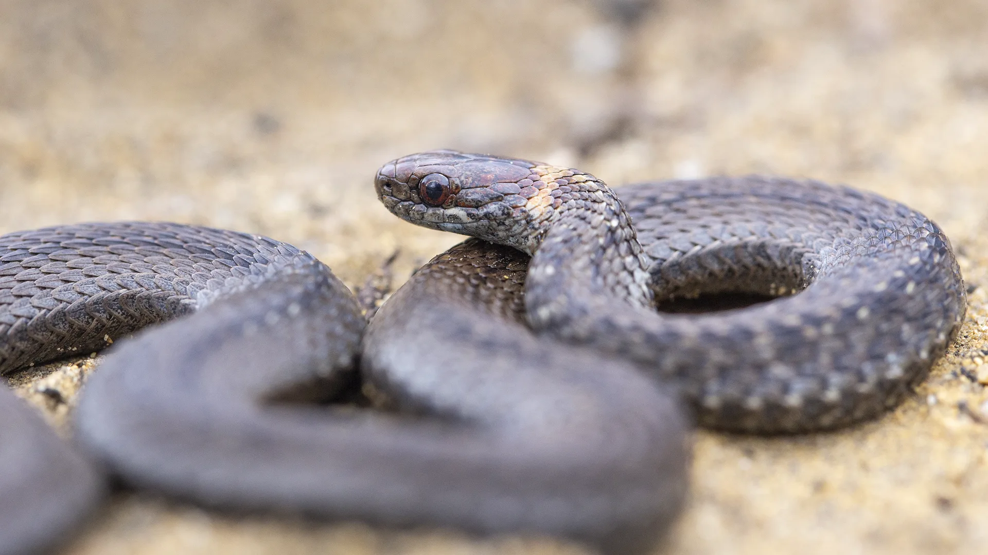 Northern Redbelly Snake