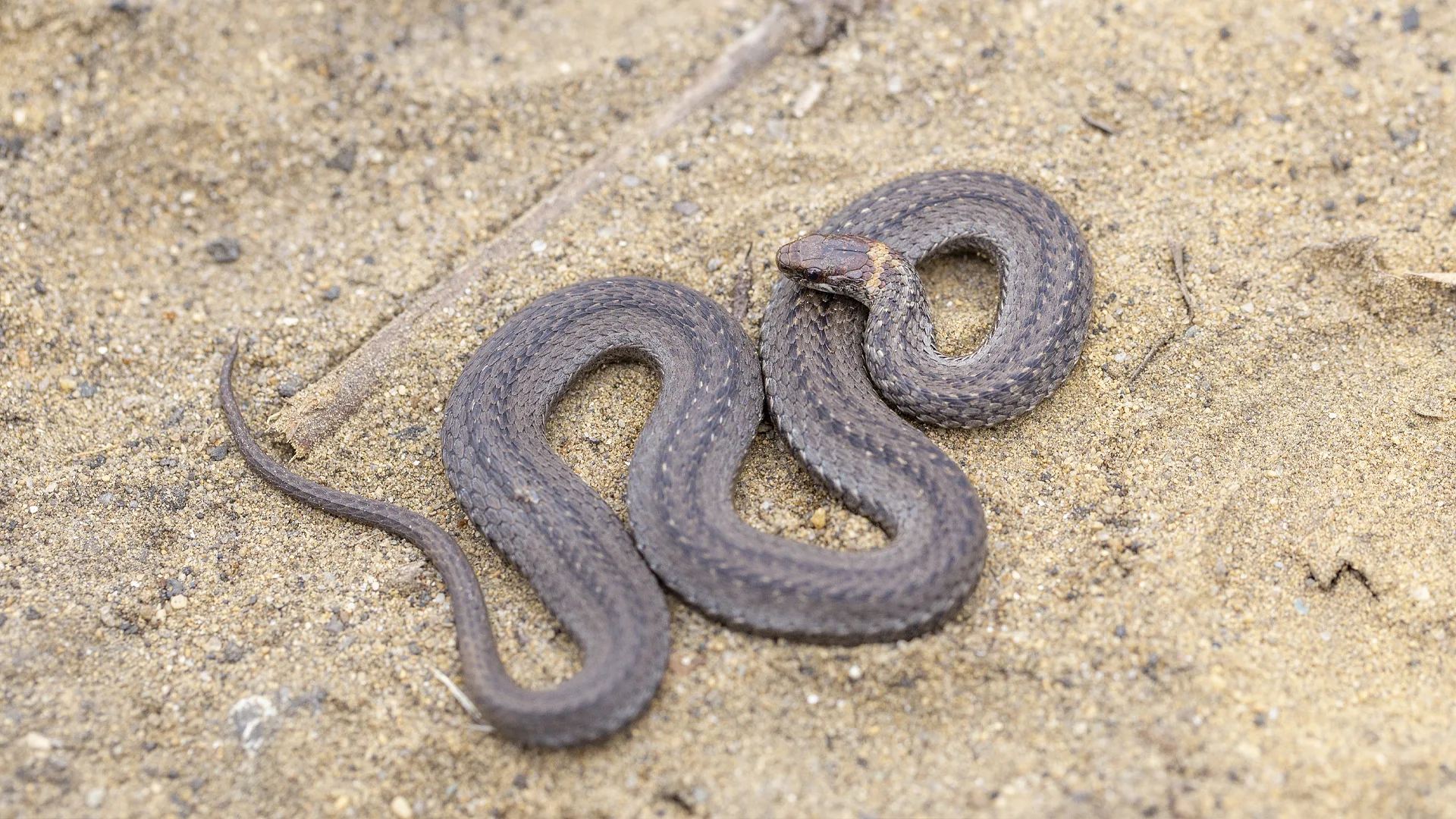 Northern Redbelly Snake