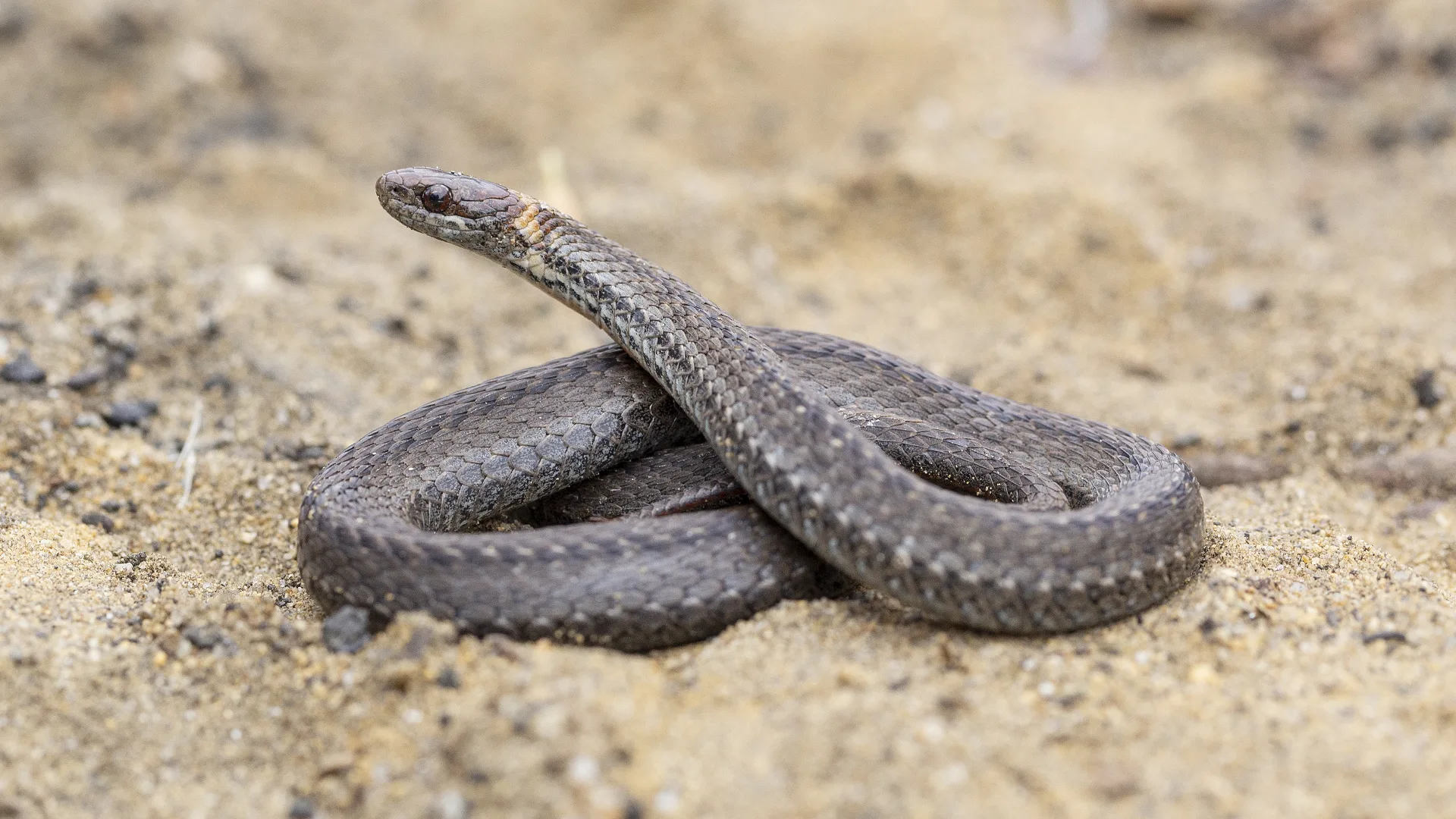 Northern Redbelly Snake