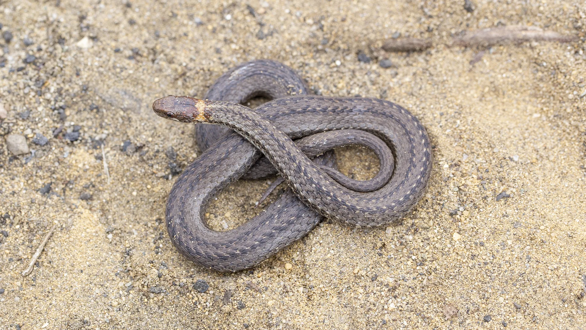 Northern Redbelly Snake