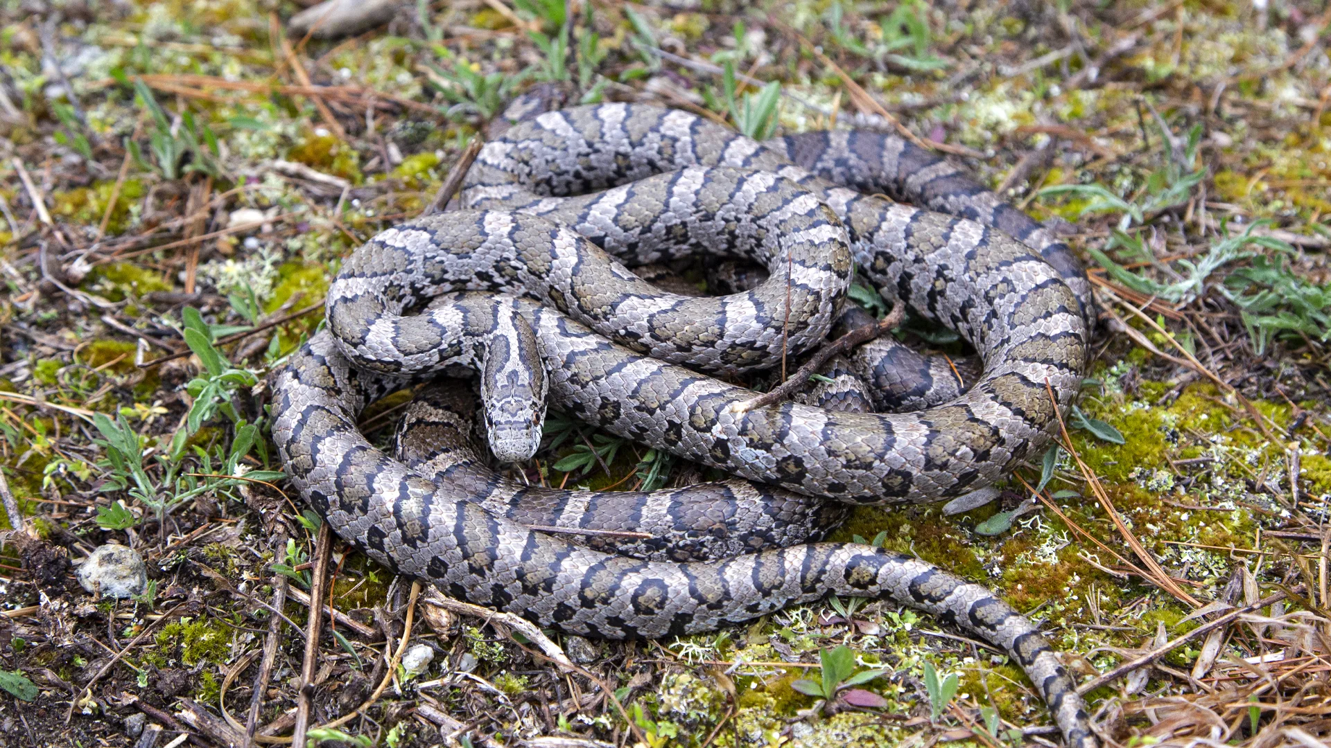 Eastern Milk Snake