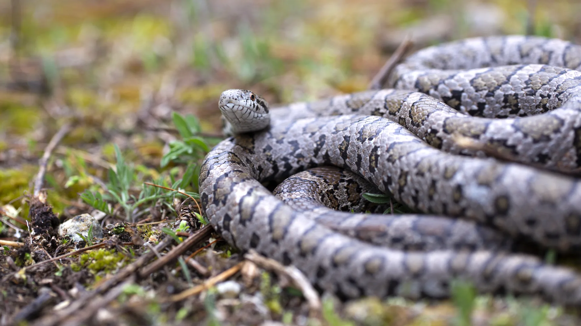 Eastern Milk Snake
