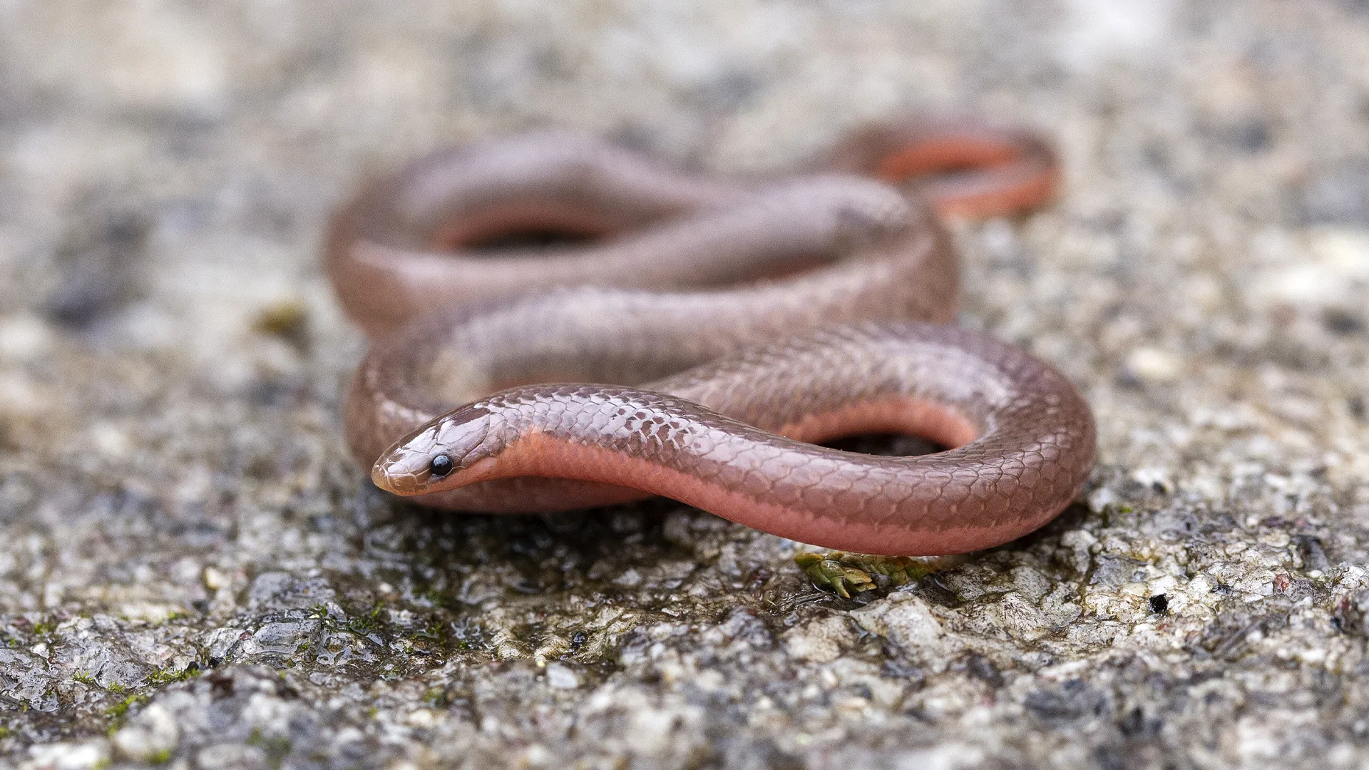 Eastern Worm Snake