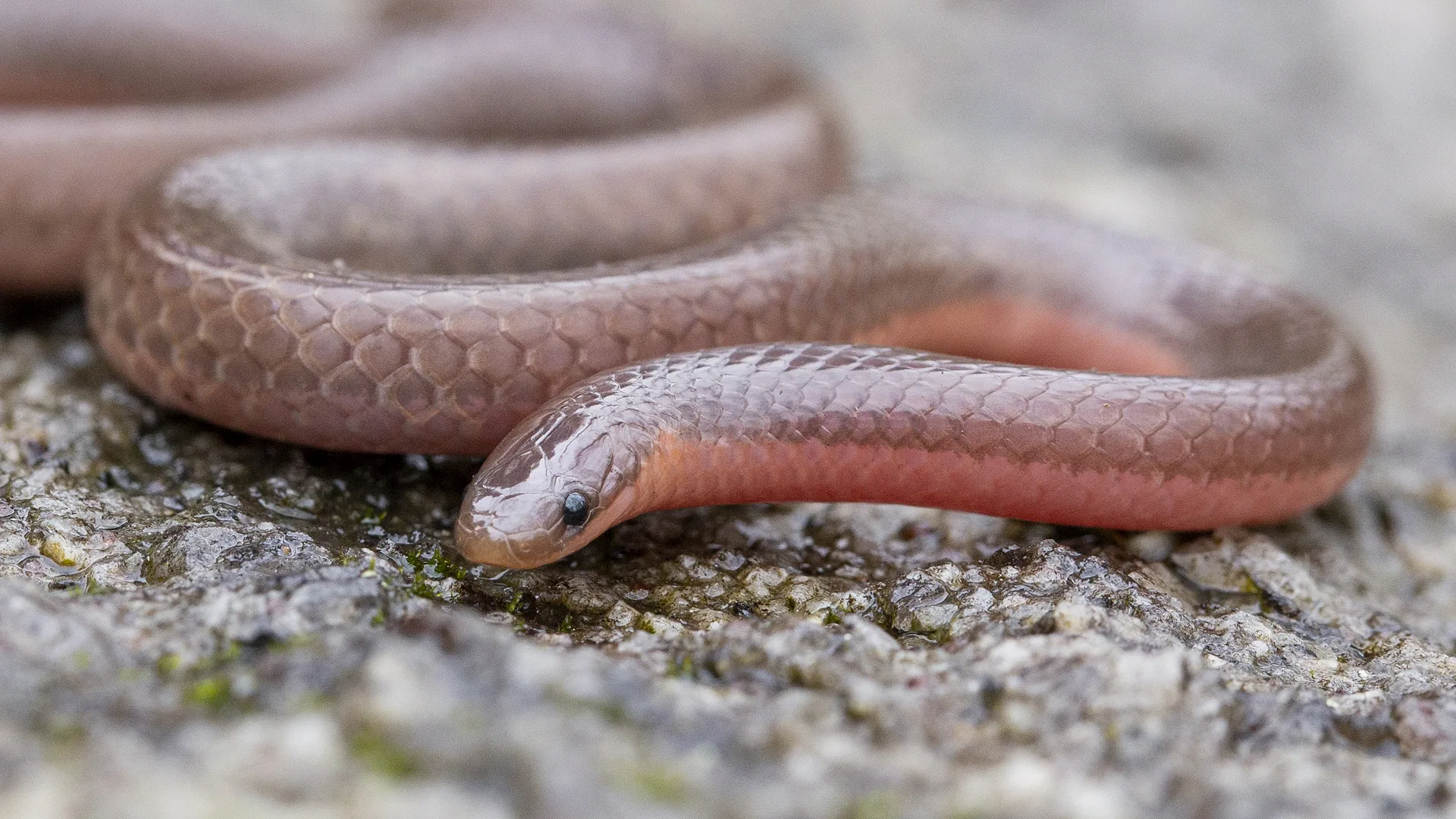 Eastern Worm Snake