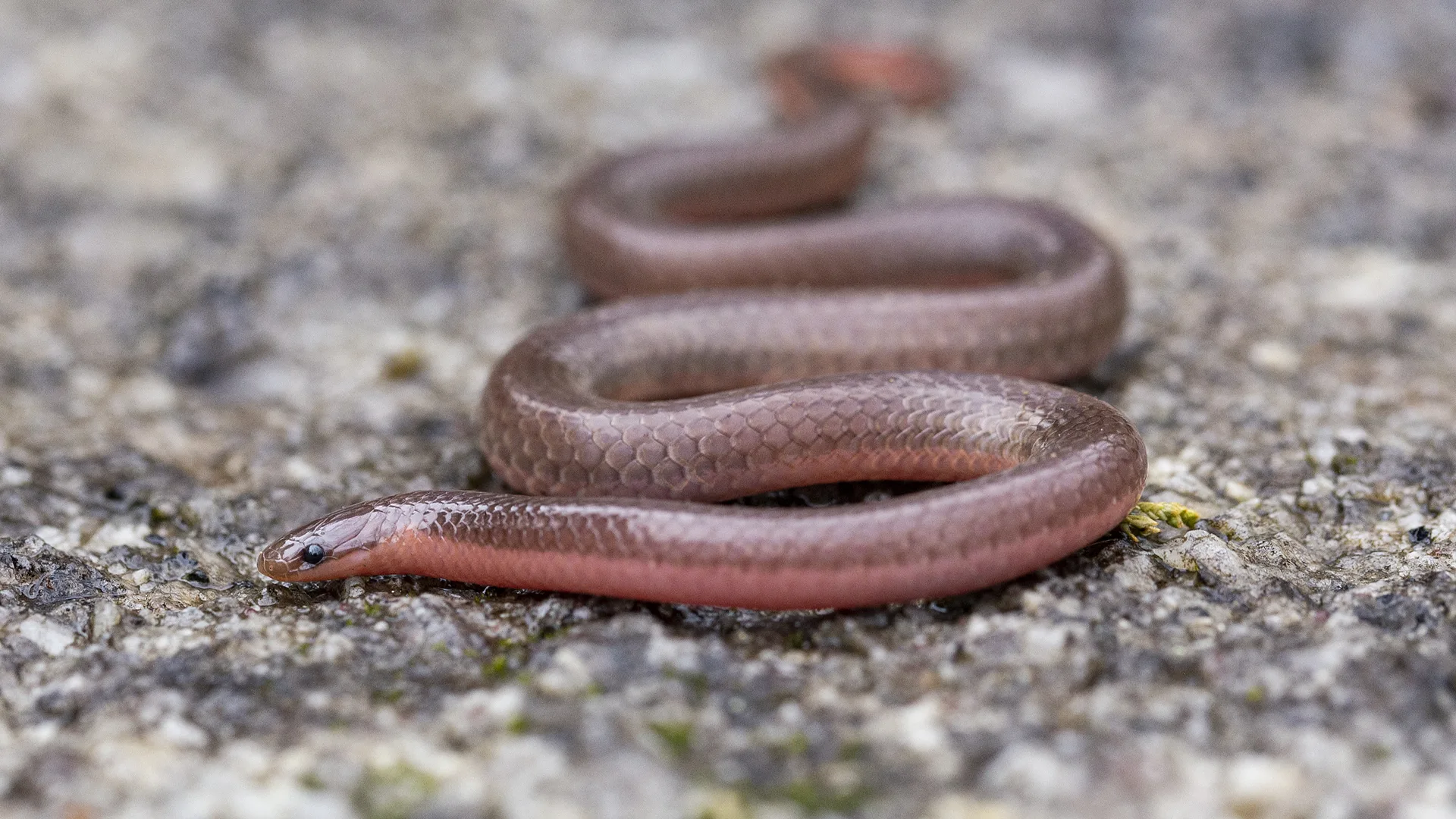 Eastern Worm Snake