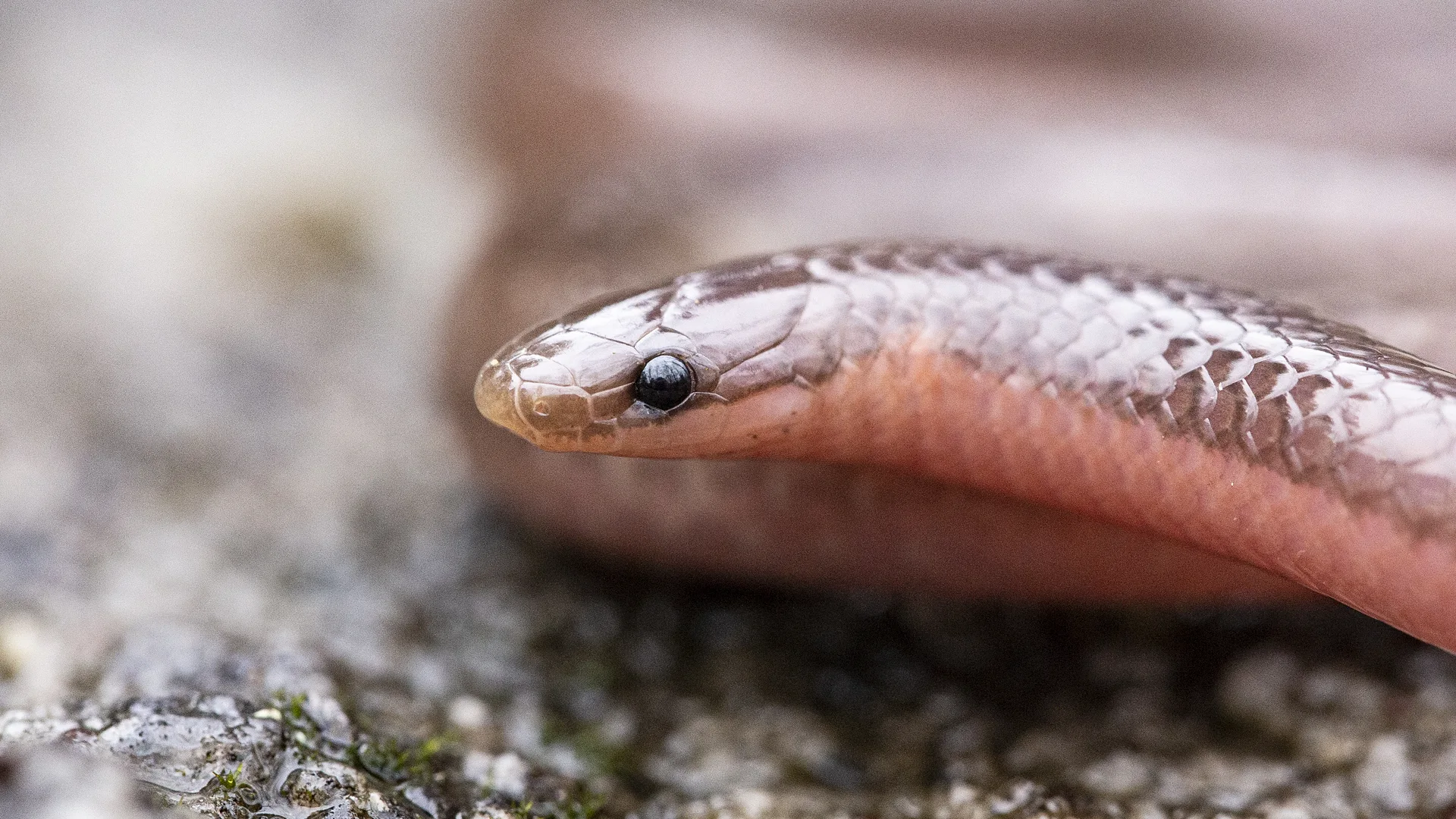 Eastern Worm Snake