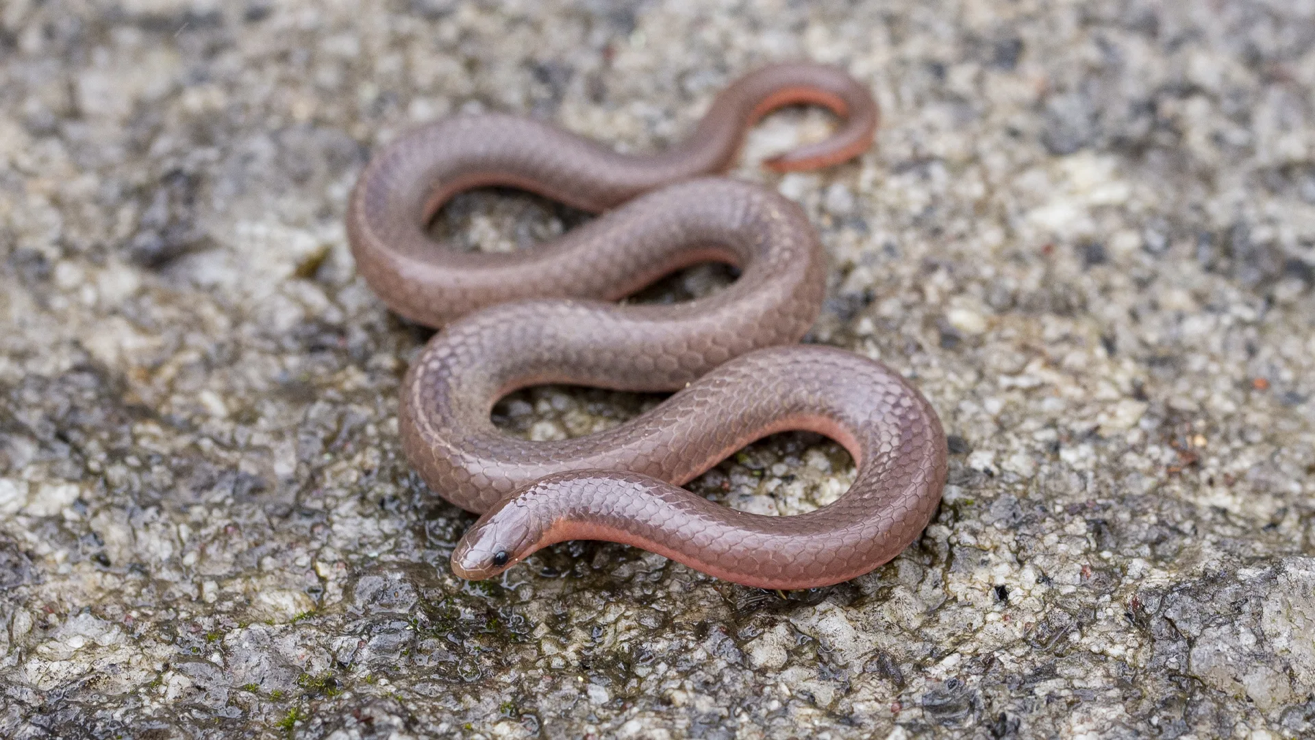 Eastern Worm Snake