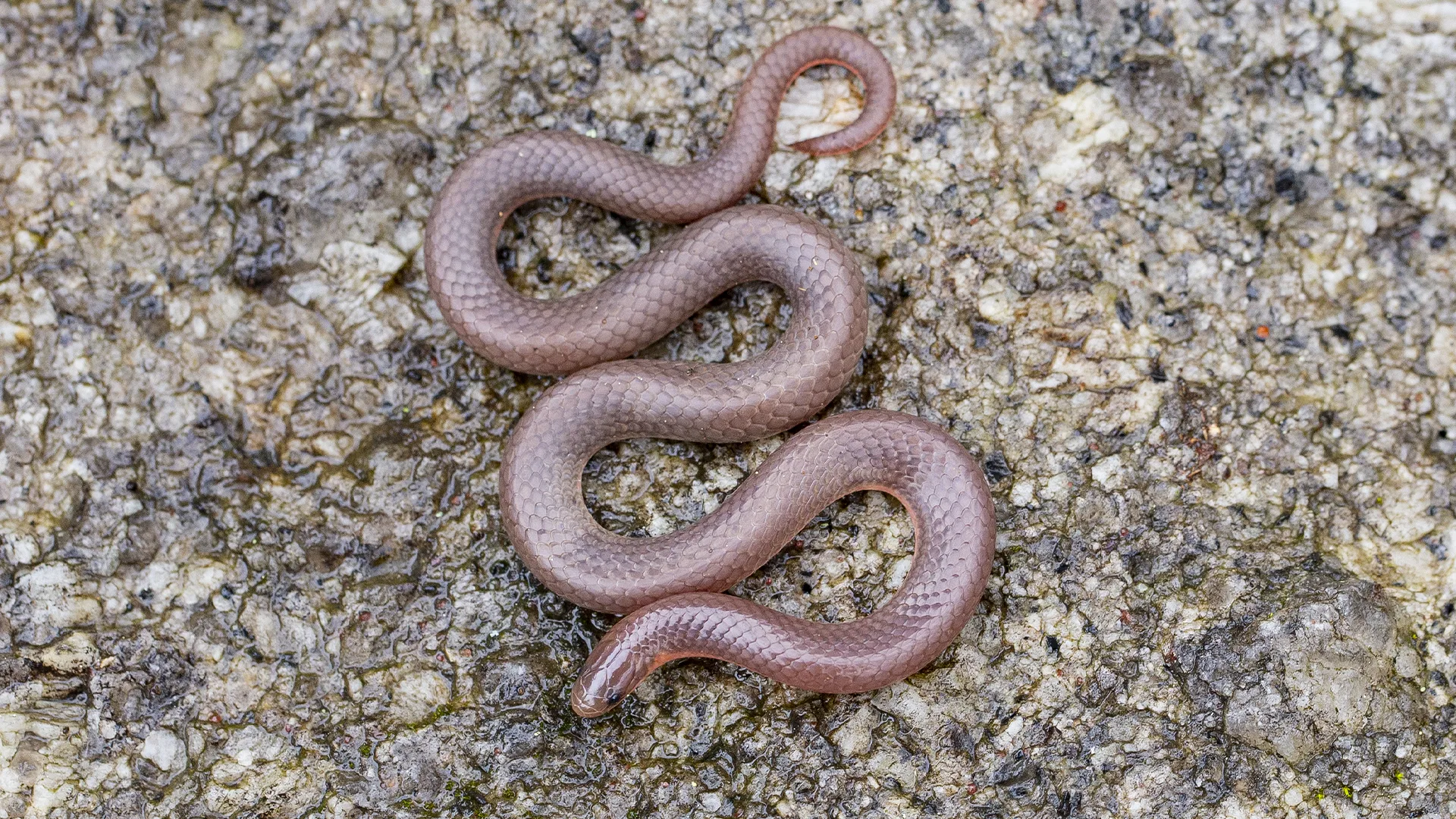 Eastern Worm Snake