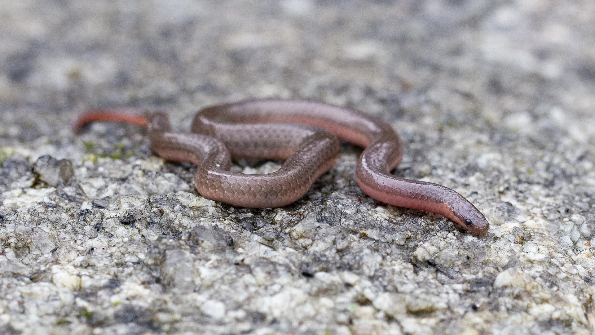 Eastern Worm Snake