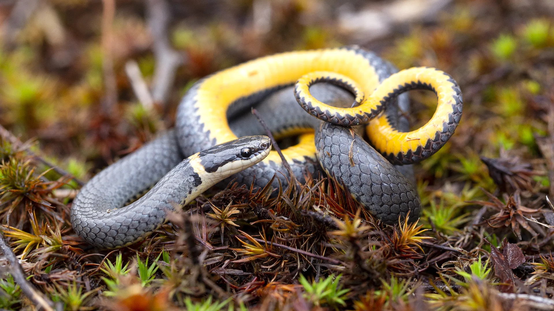 Northern Ringneck Snake