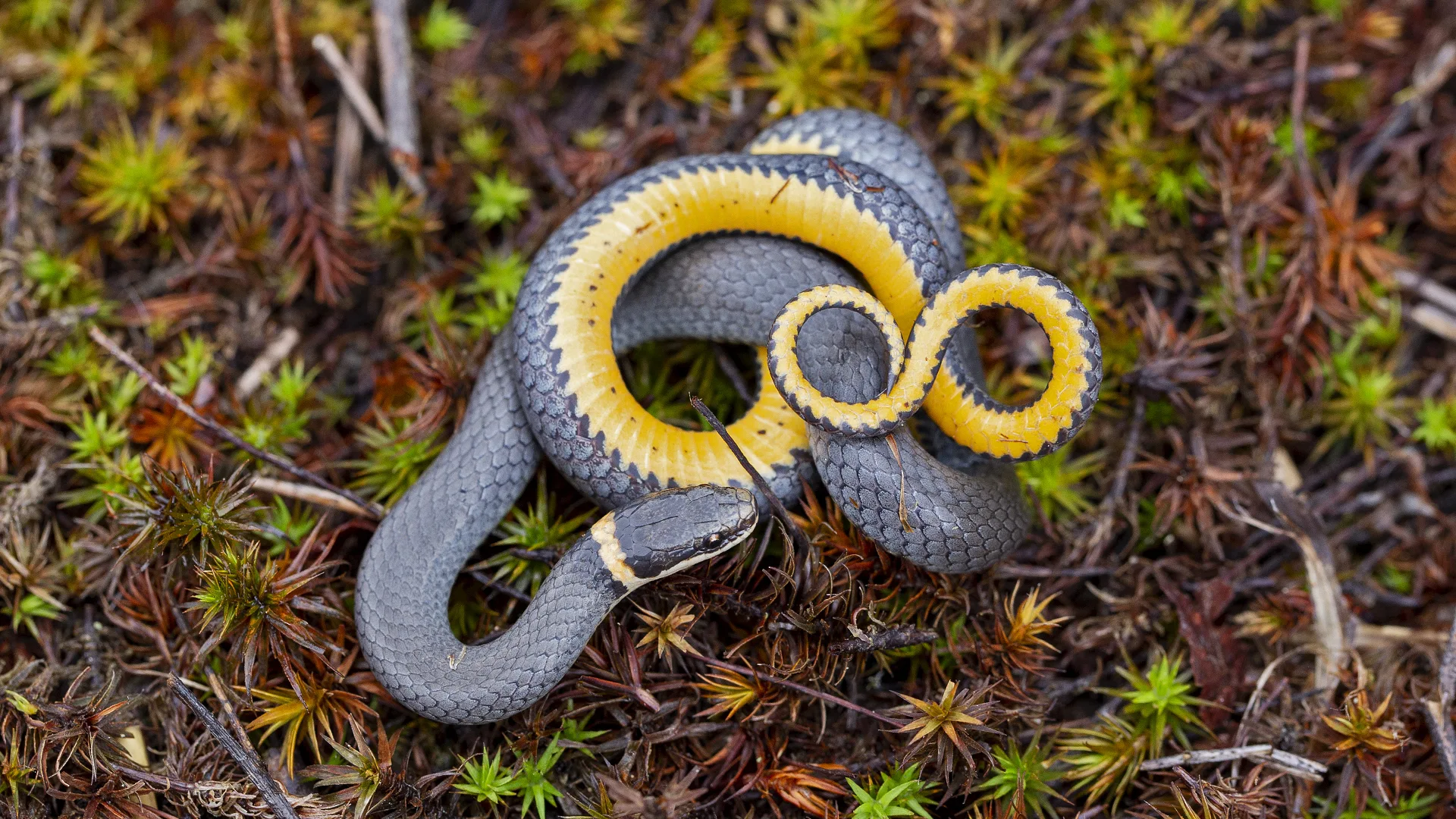 Northern Ringneck Snake