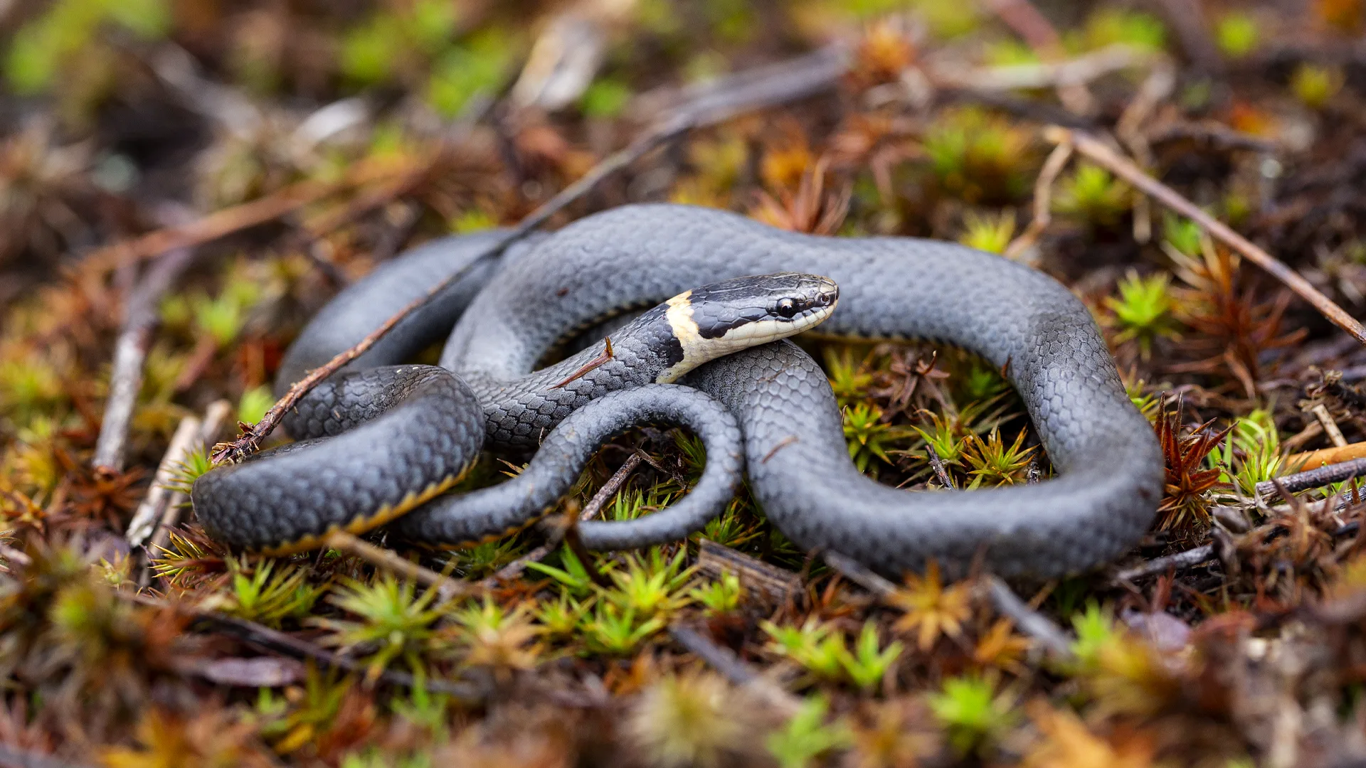 Northern Ringneck Snake