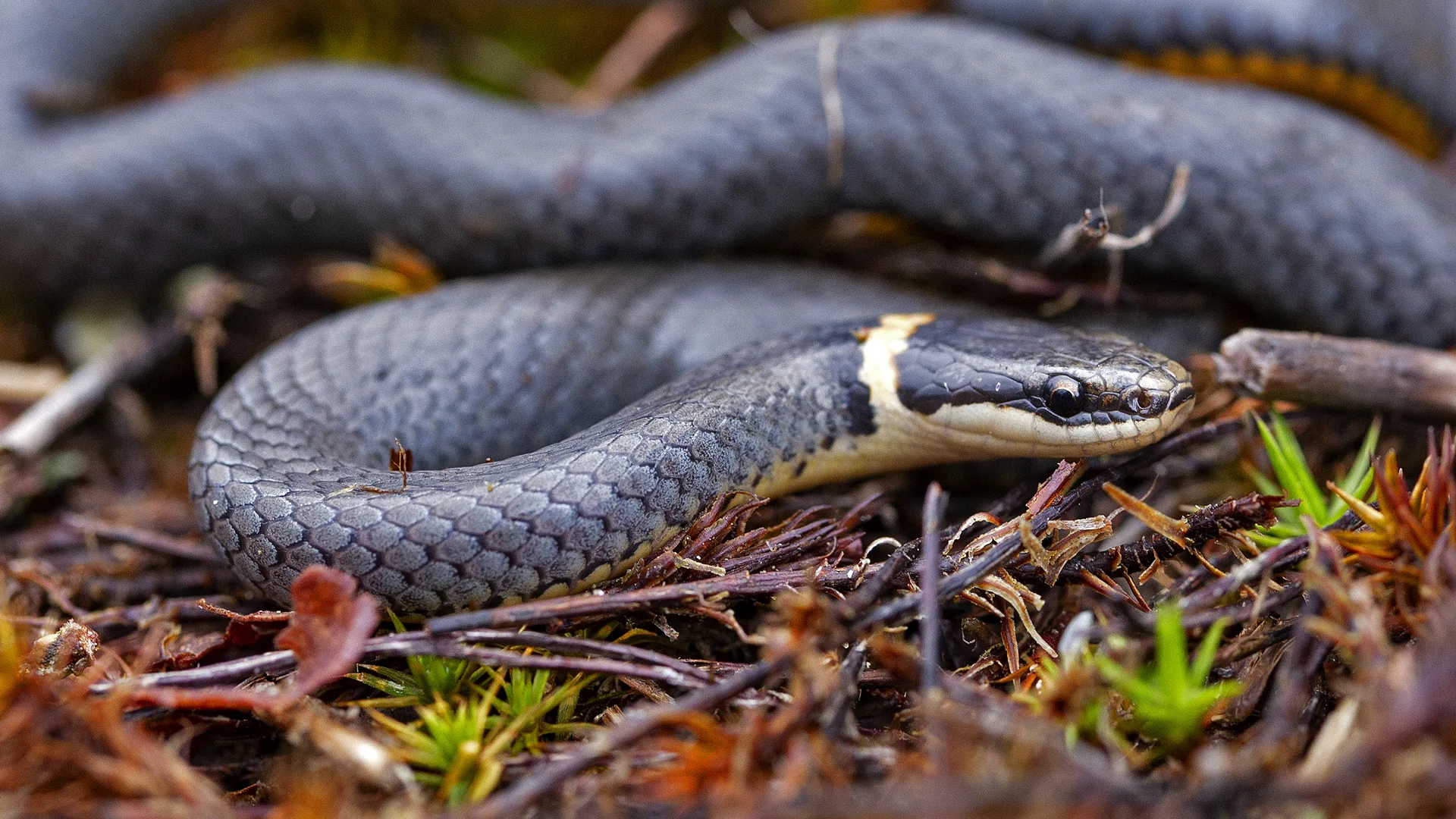 Northern Ringneck Snake