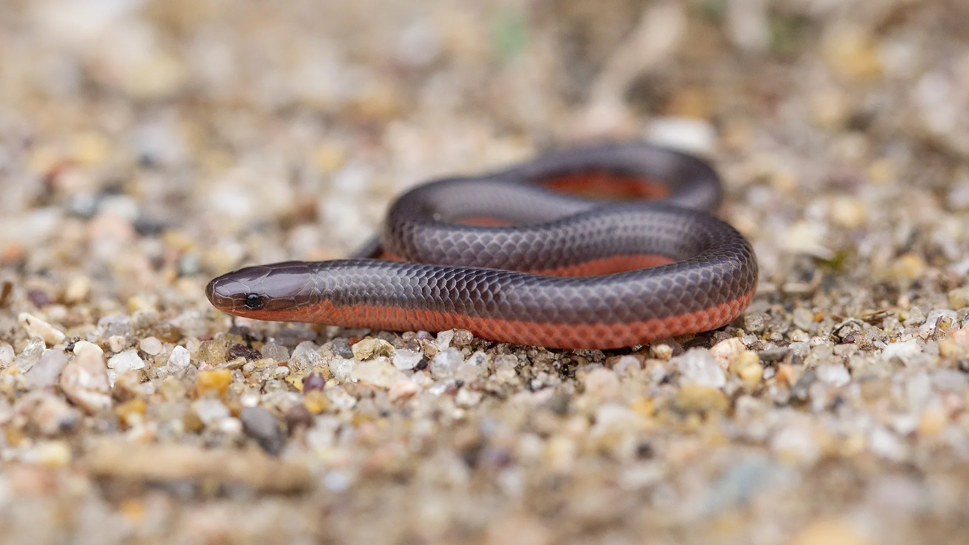 Eastern Worm Snake