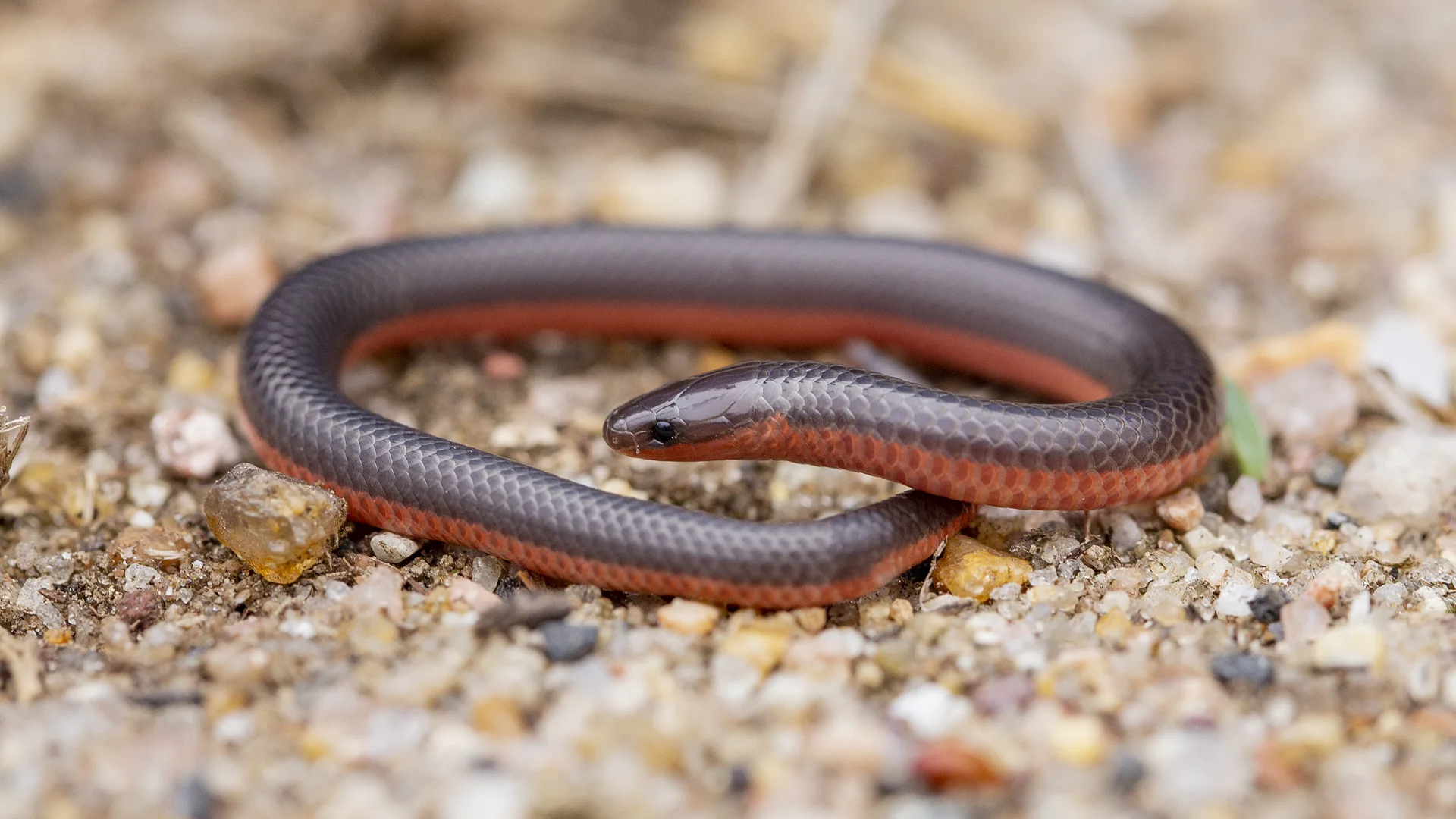 Eastern Worm Snake