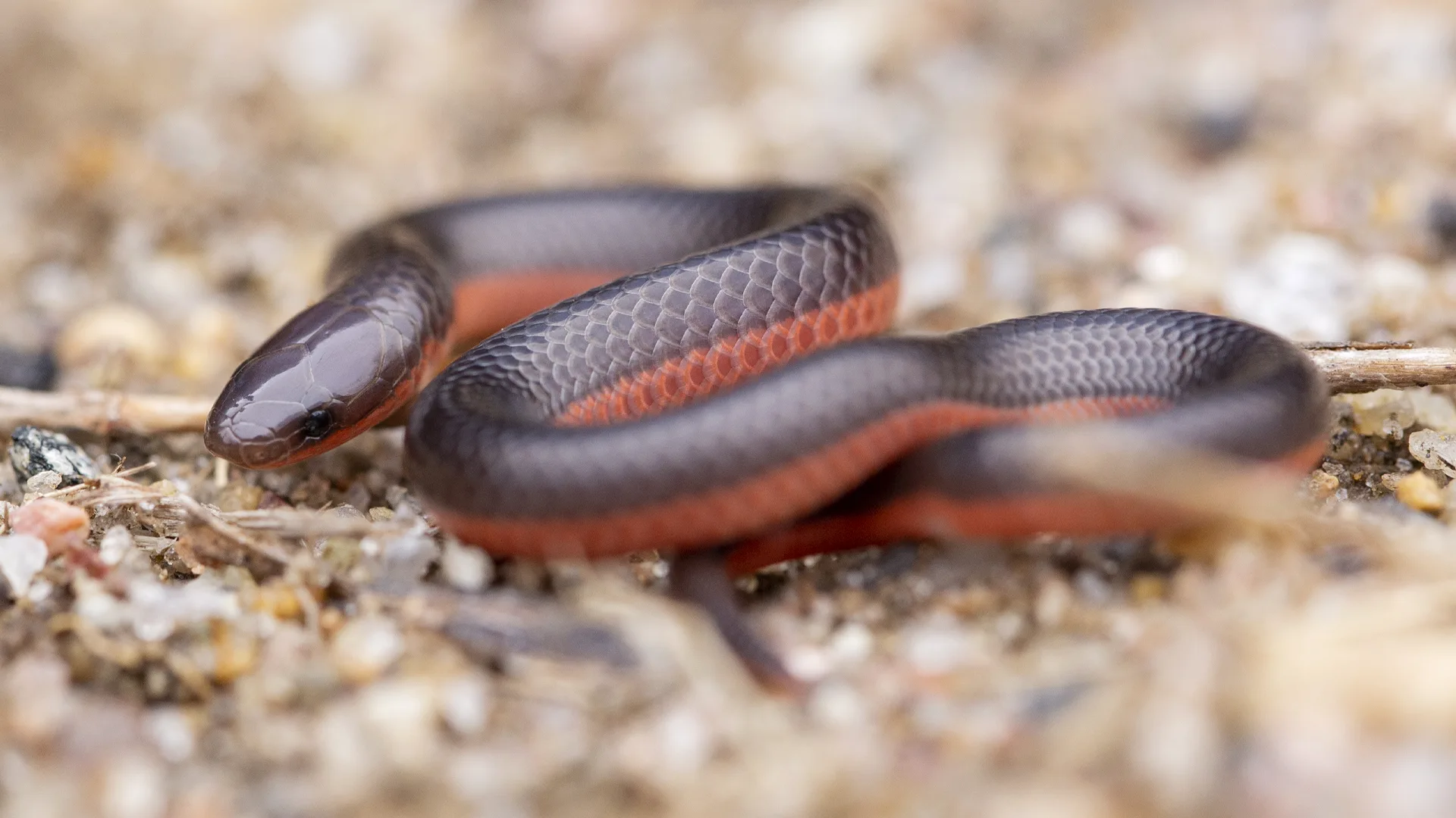 Eastern Worm Snake