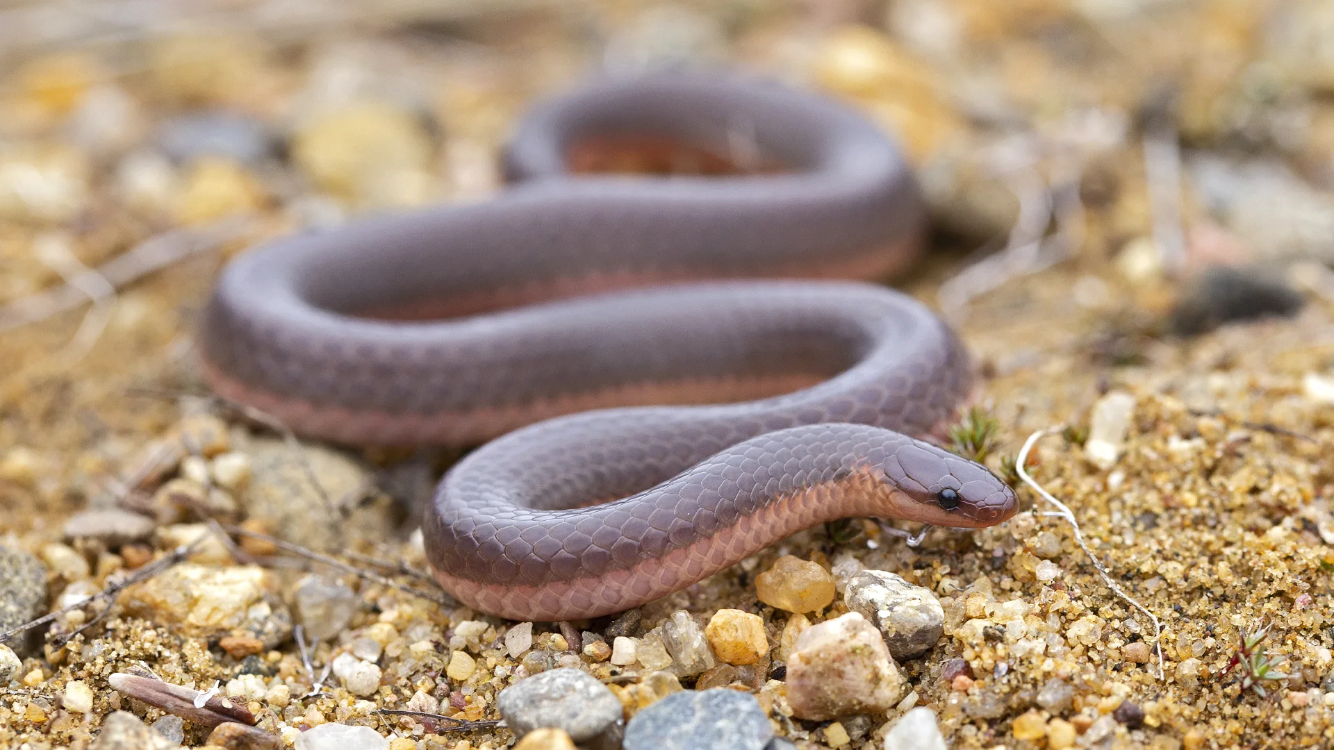 Eastern Worm Snake