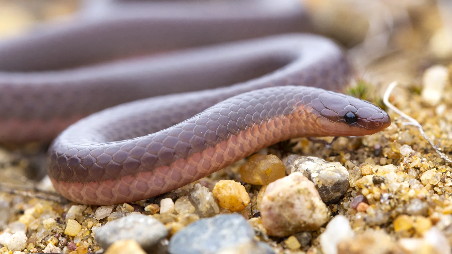 Eastern Worm Snake