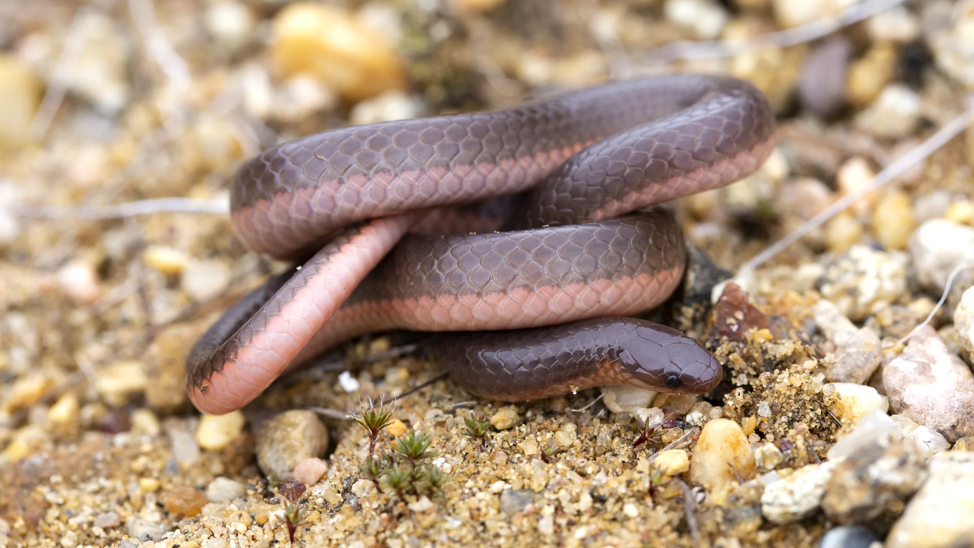 Eastern Worm Snake