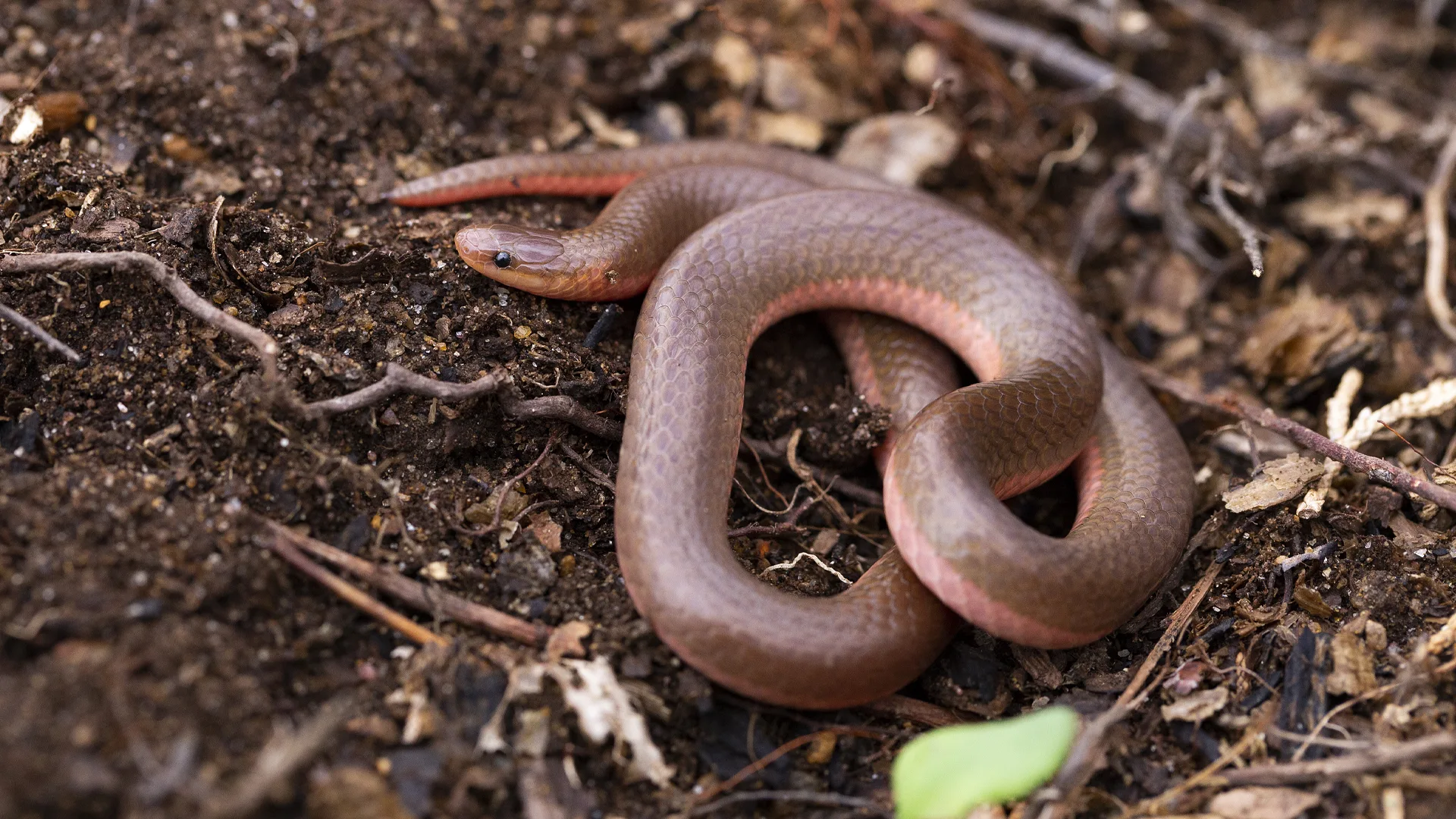 Eastern Worm Snake