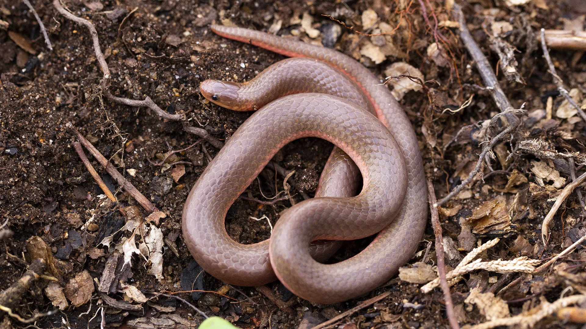 Eastern Worm Snake