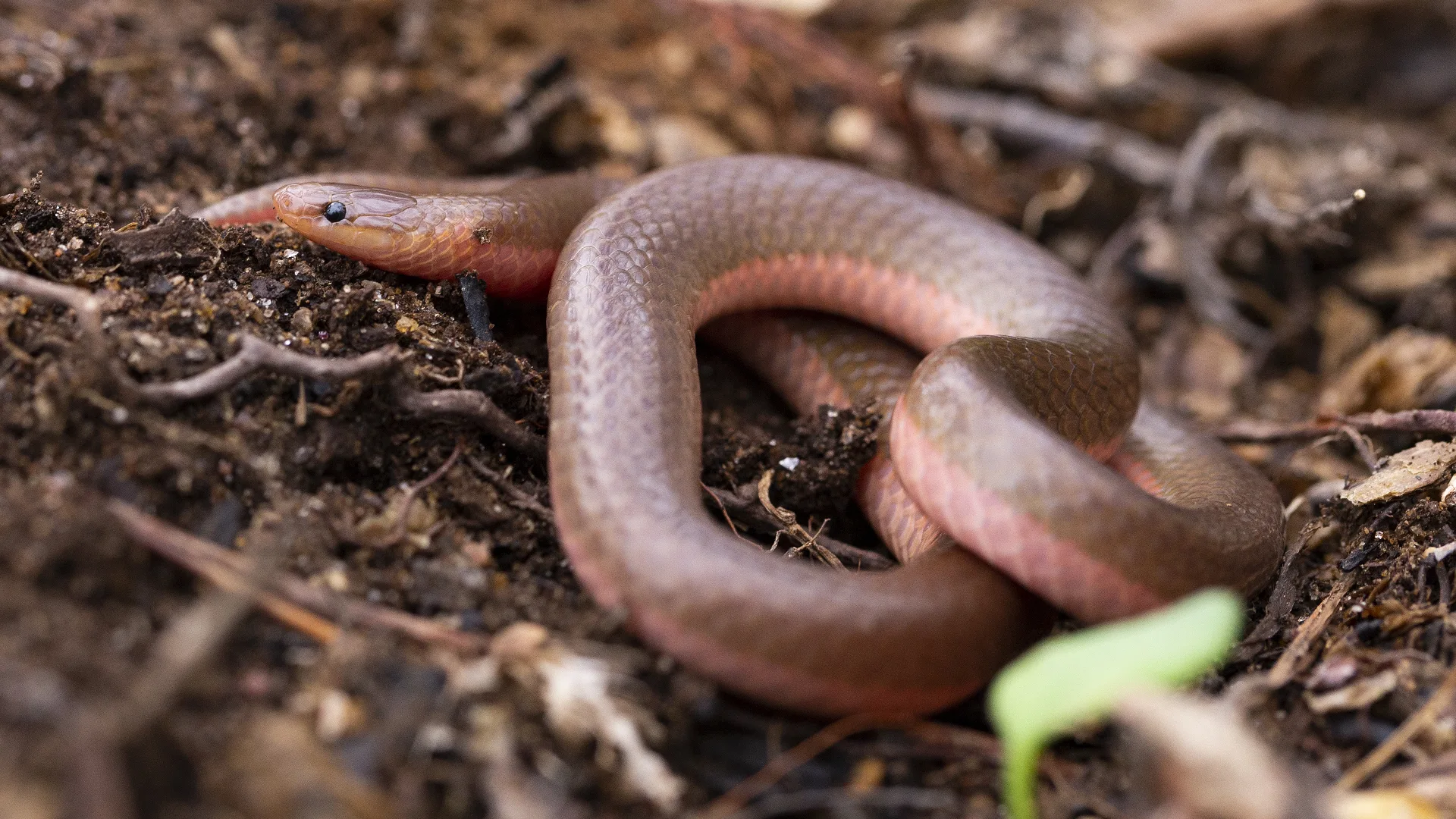 Eastern Worm Snake