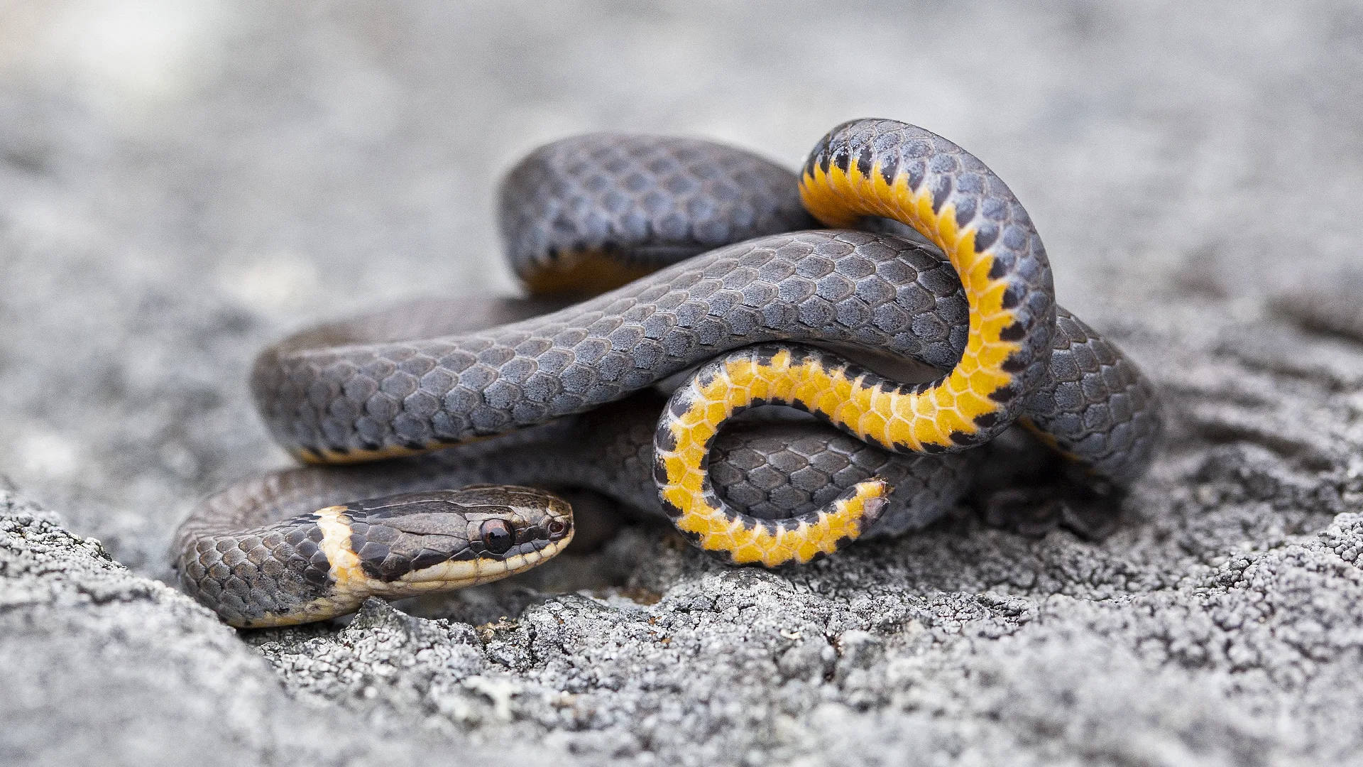 Northern Ringneck Snake
