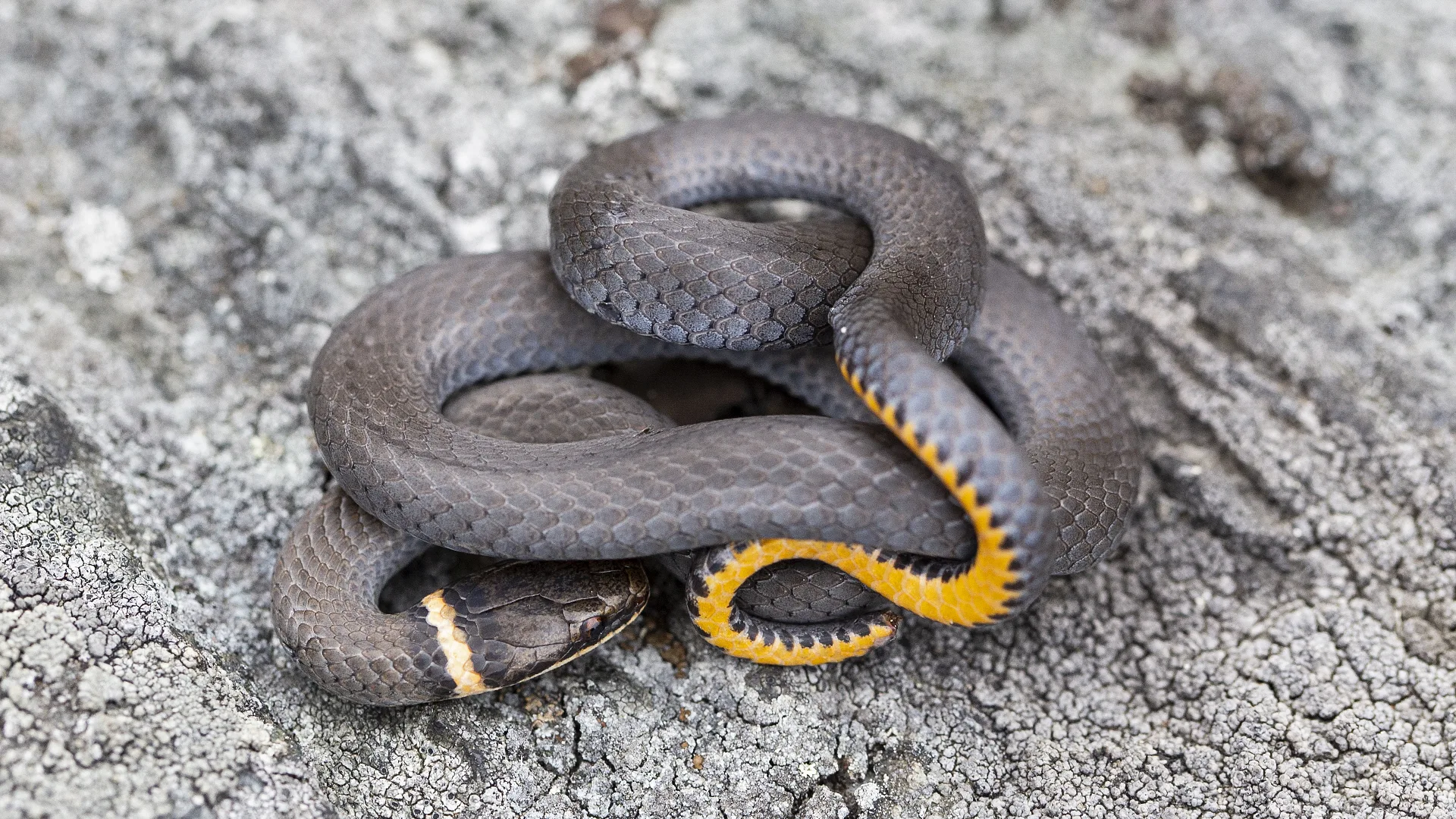 Northern Ringneck Snake