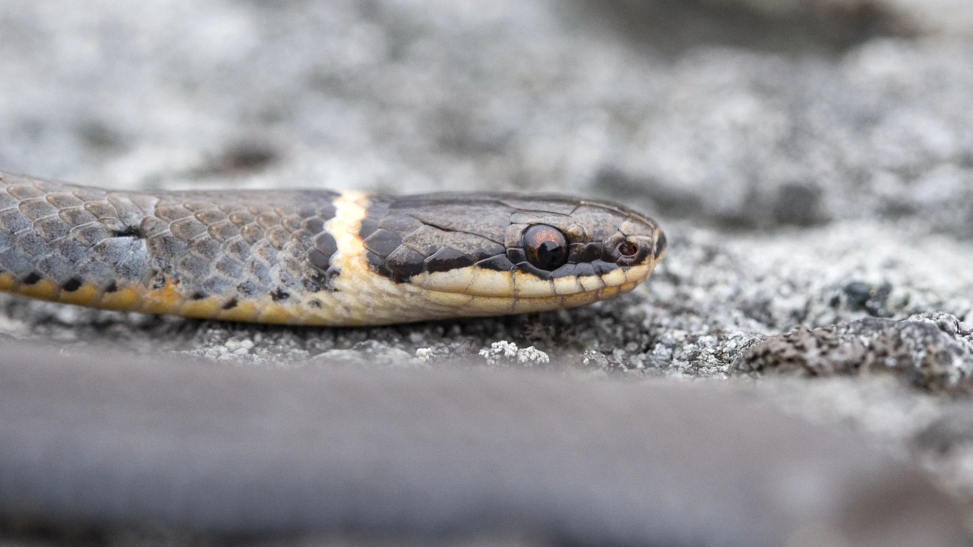 Northern Ringneck Snake