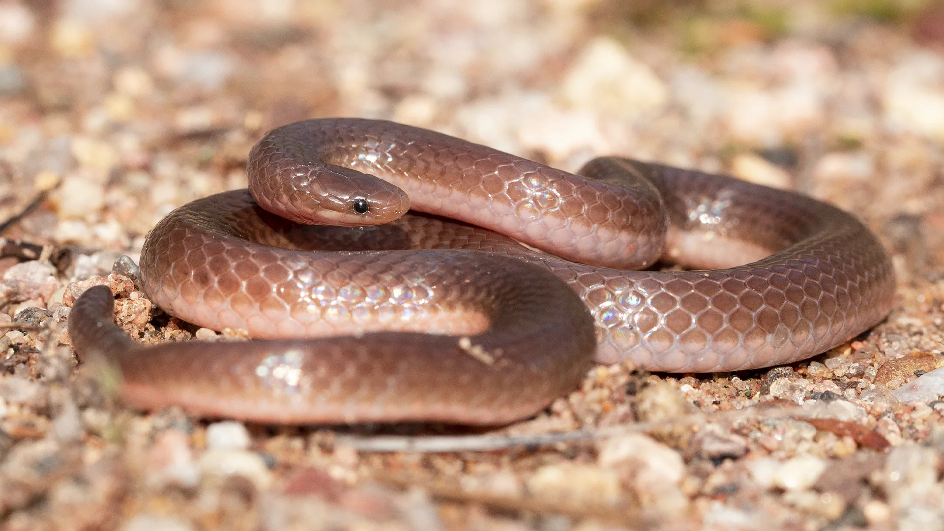 Eastern Worm Snake
