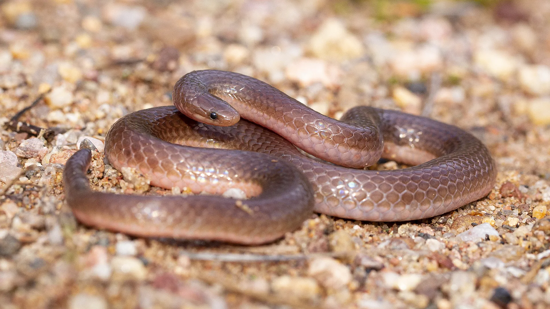 Eastern Worm Snake