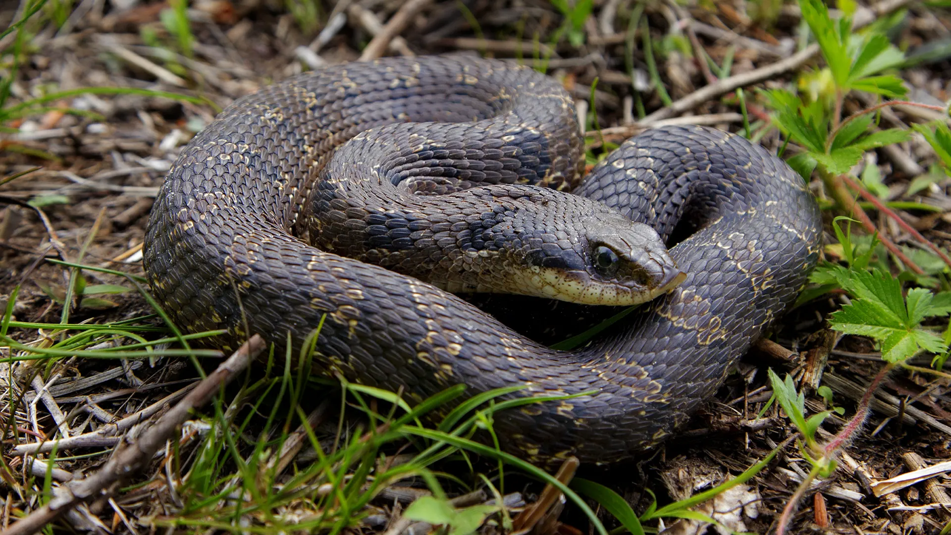 Eastern Hognose Snake
