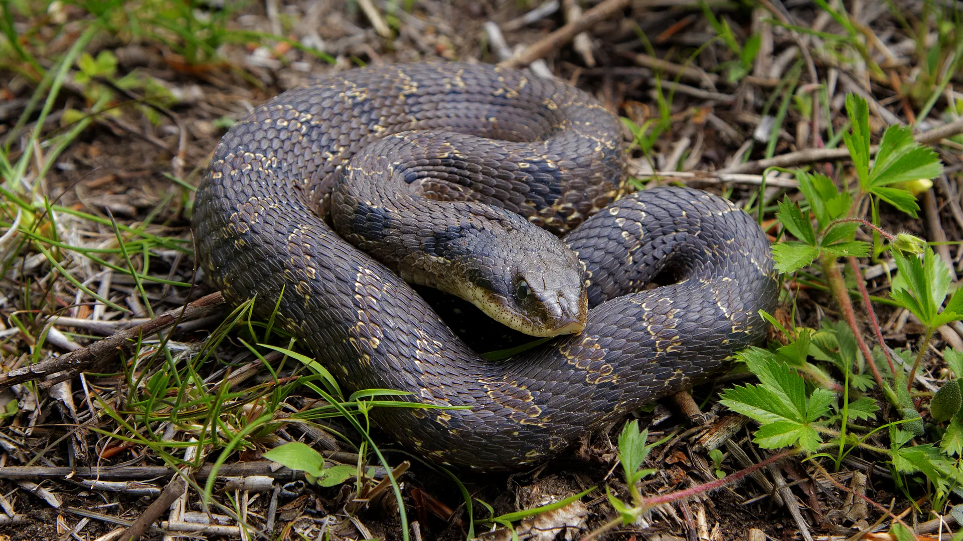 Eastern Hognose Snake