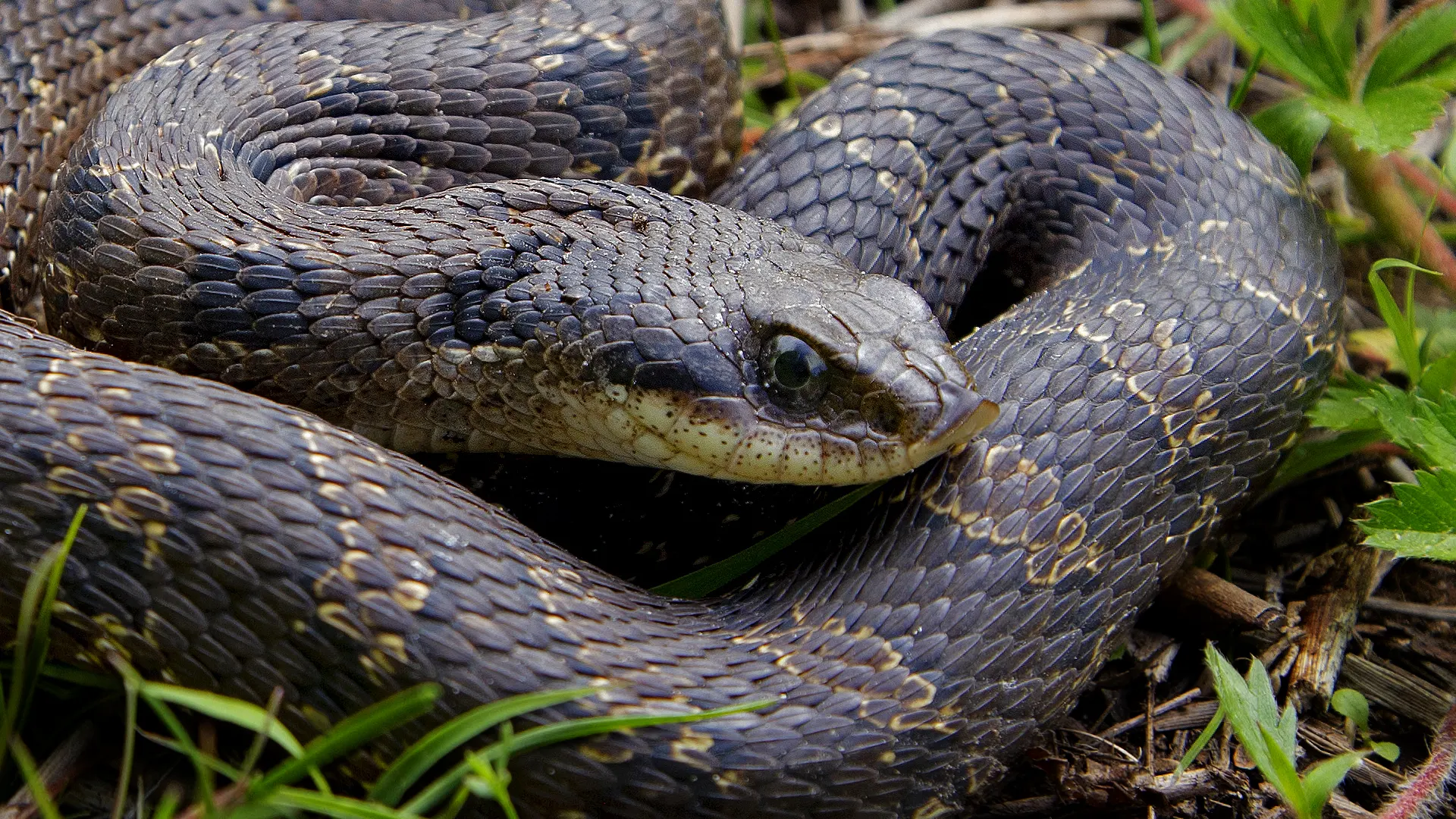 Eastern Hognose Snake