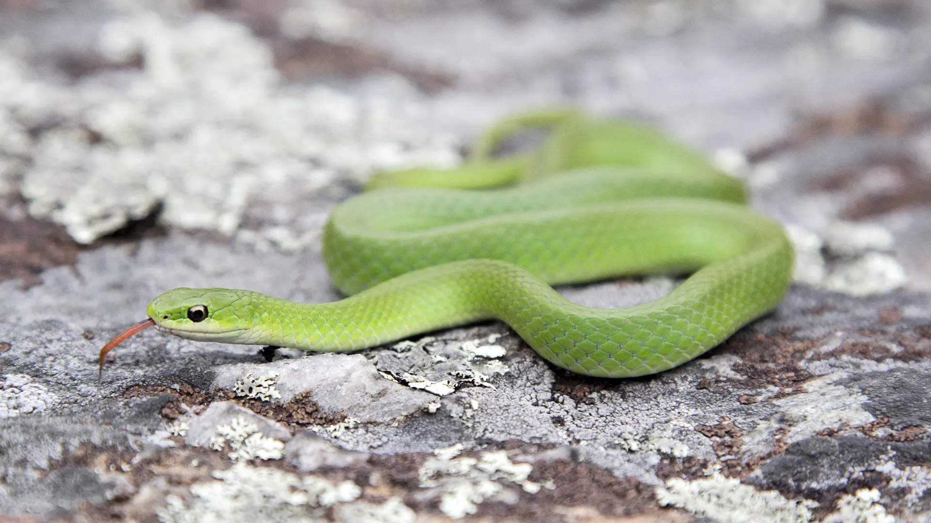 Smooth Green Snake