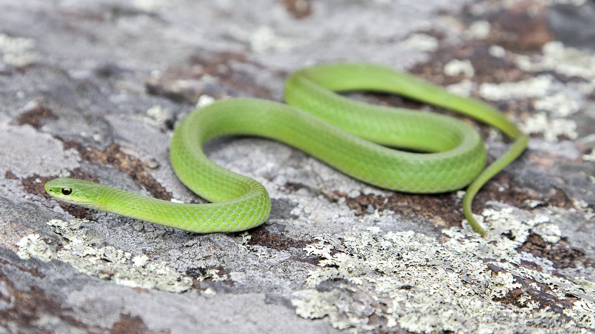 Smooth Green Snake