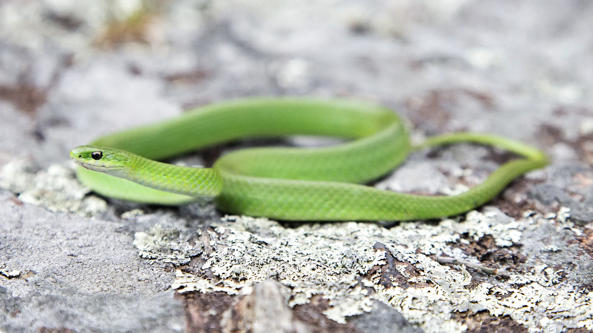 Smooth Green Snake