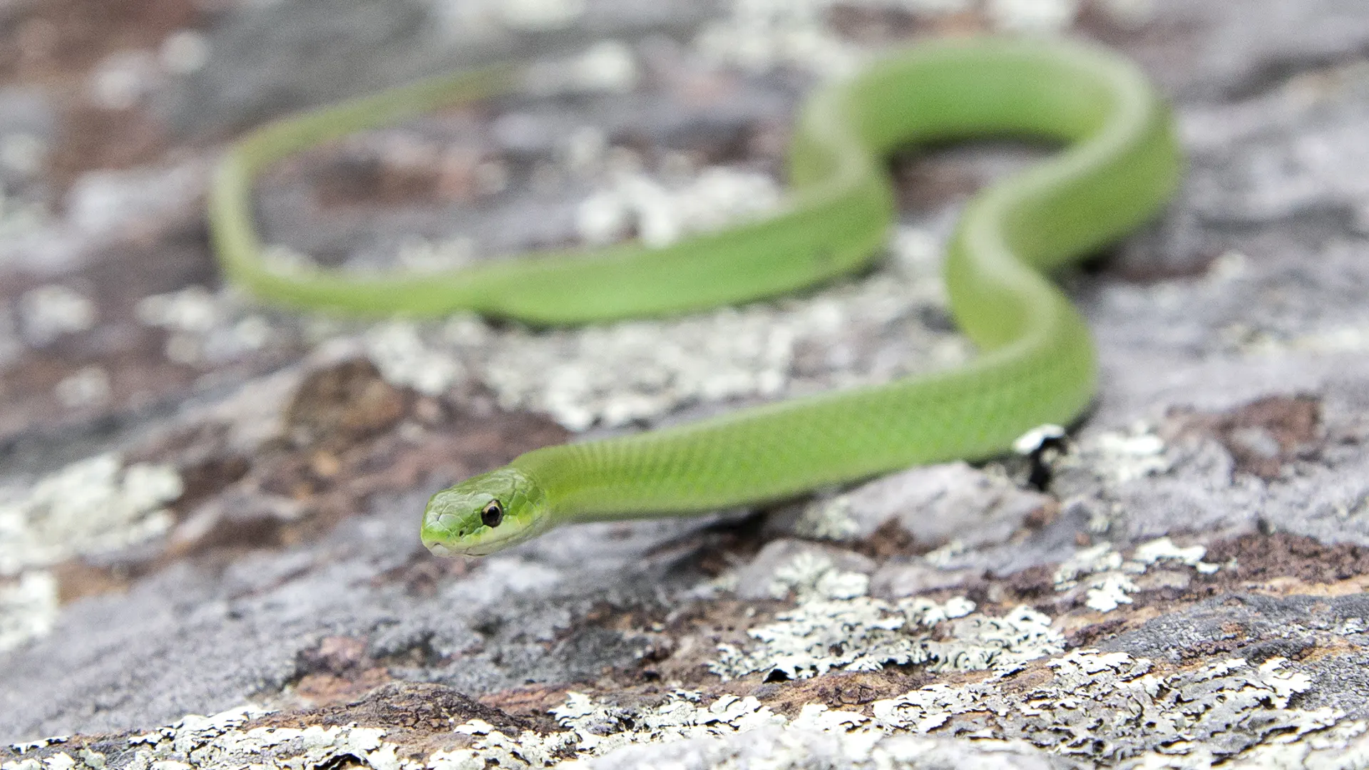 Smooth Green Snake
