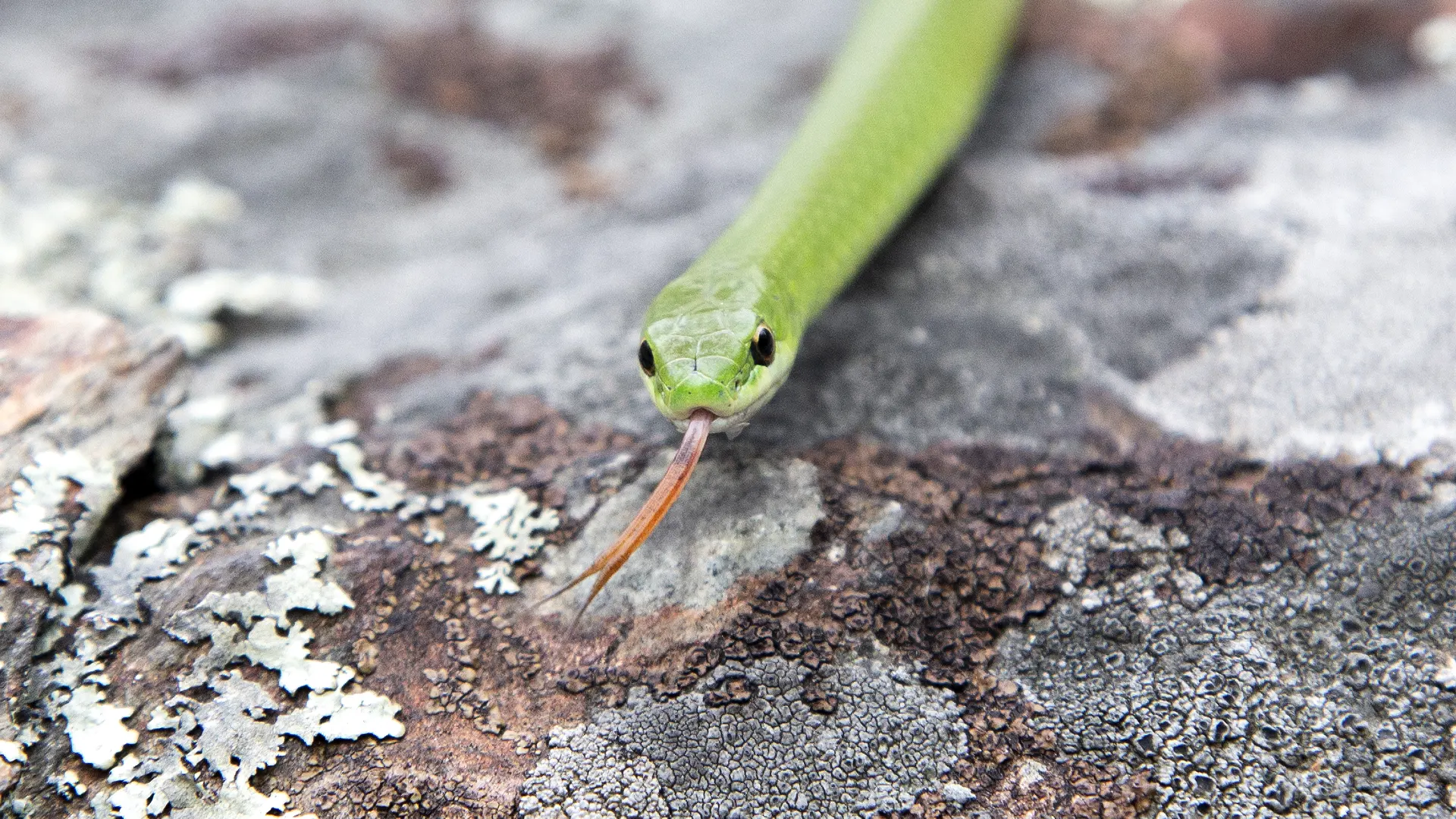Smooth Green Snake
