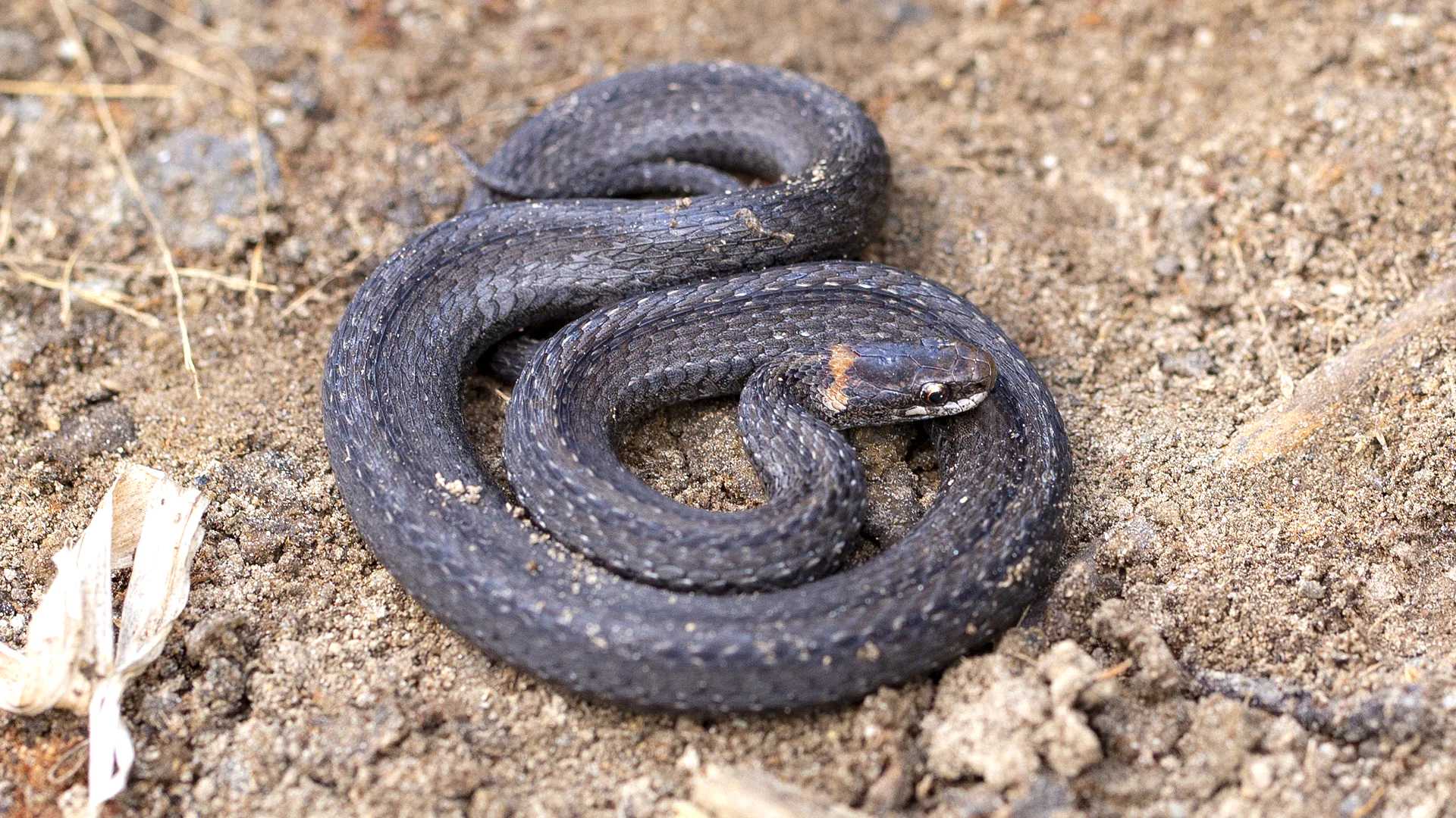 Redbelly Snake
